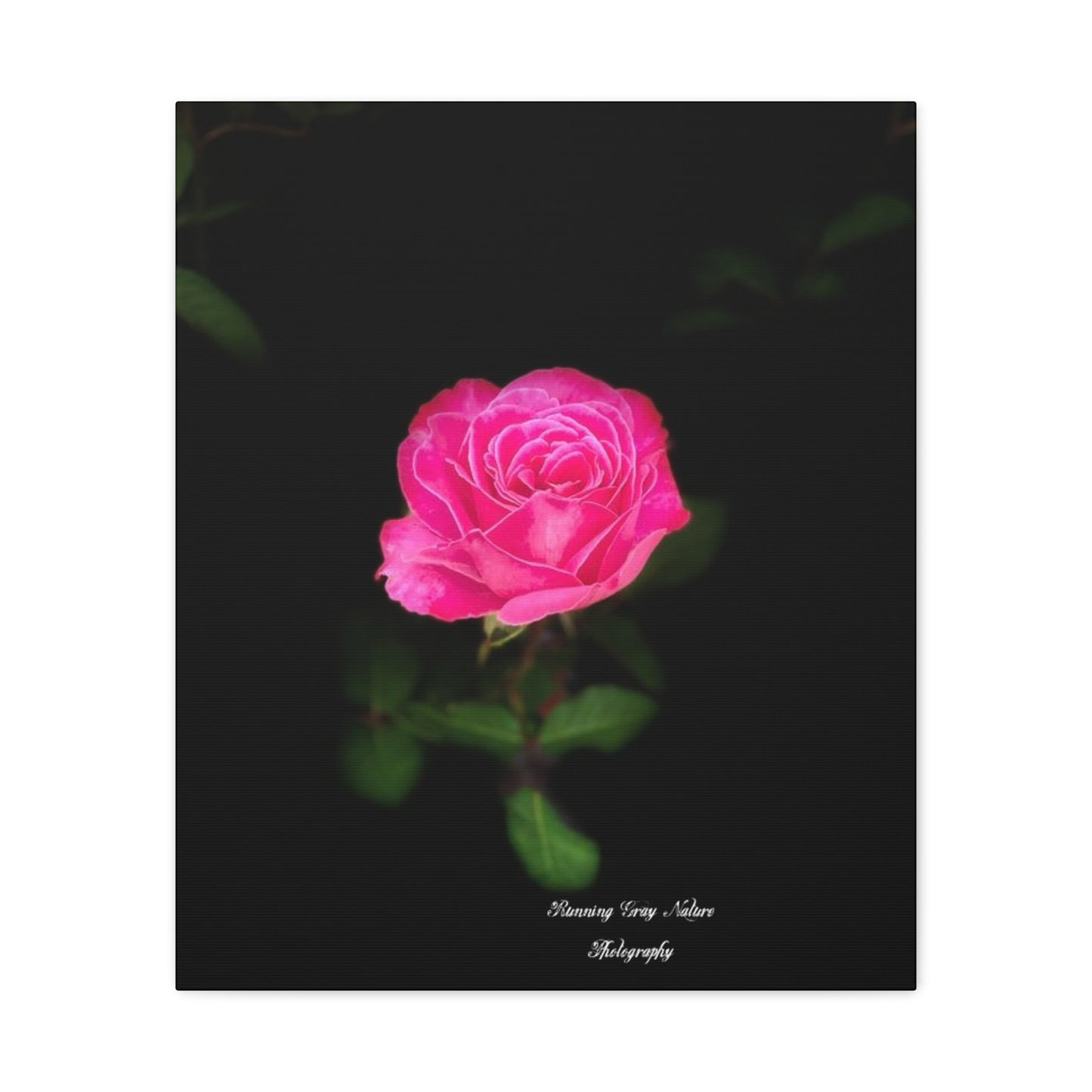 A Pink Peace Rose Matte Canvas, Stretched, 1.25"