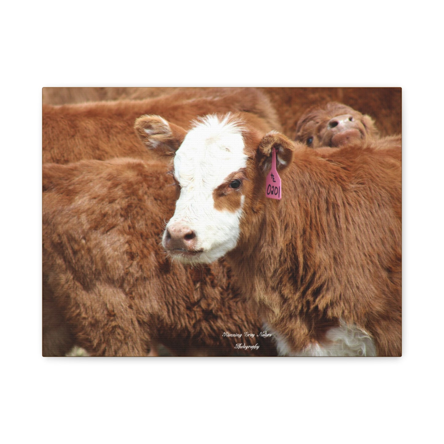 Red, White-Faced Calf Matte Canvas, Stretched, 1.25"