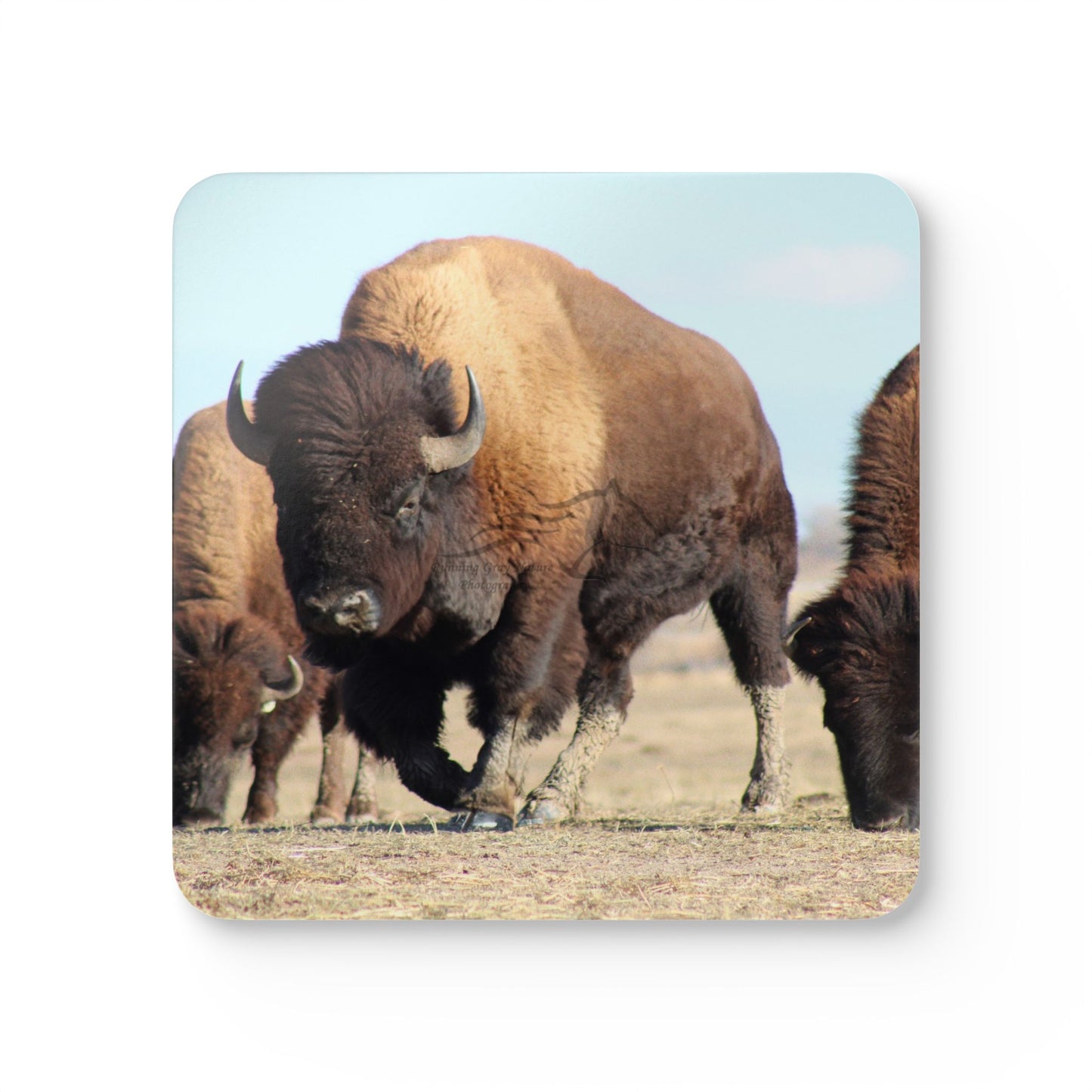 Corkwood Coaster Set