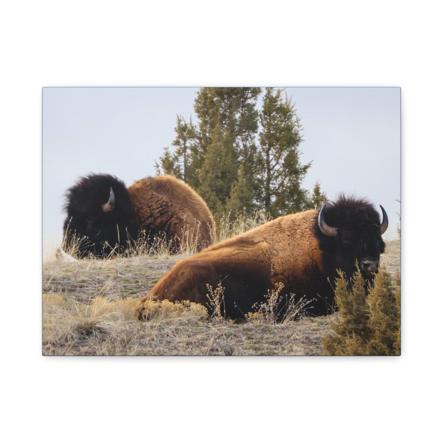 Two Bull Buffalo Canvas