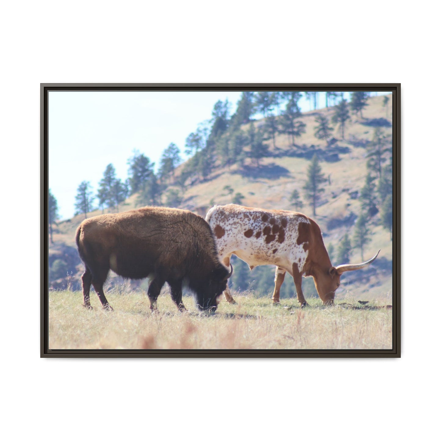 Long Horn and Buffalo Framed Canvas