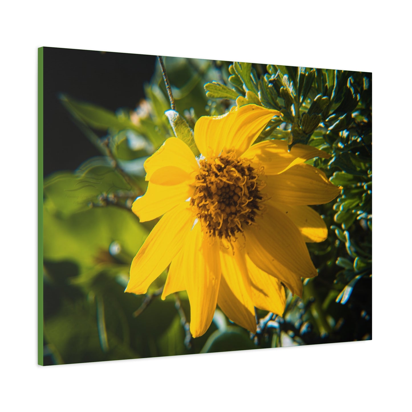 Arrowleaf Balsamroot Canvas