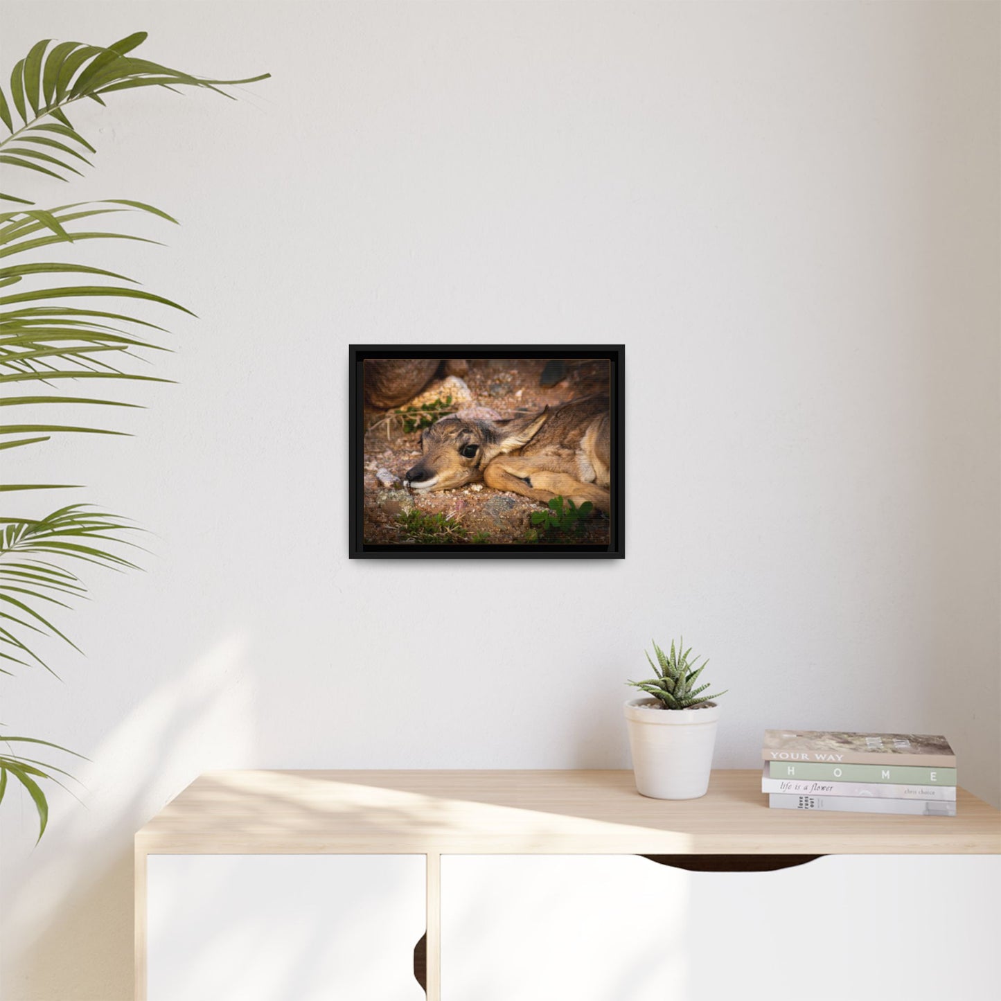Baby Antelope Framed Canvas