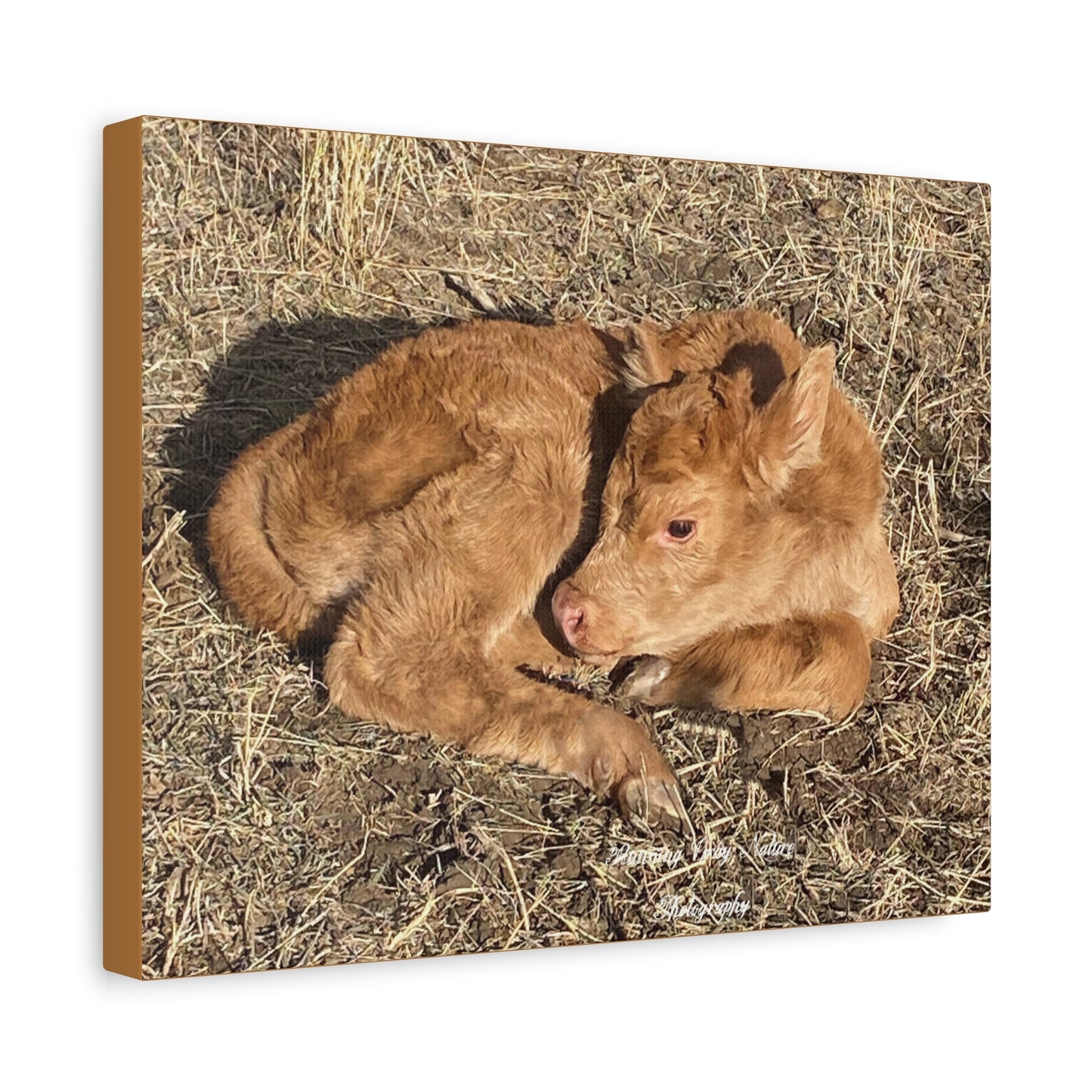 Baby Calf Matte Canvas, Stretched, 1.25"