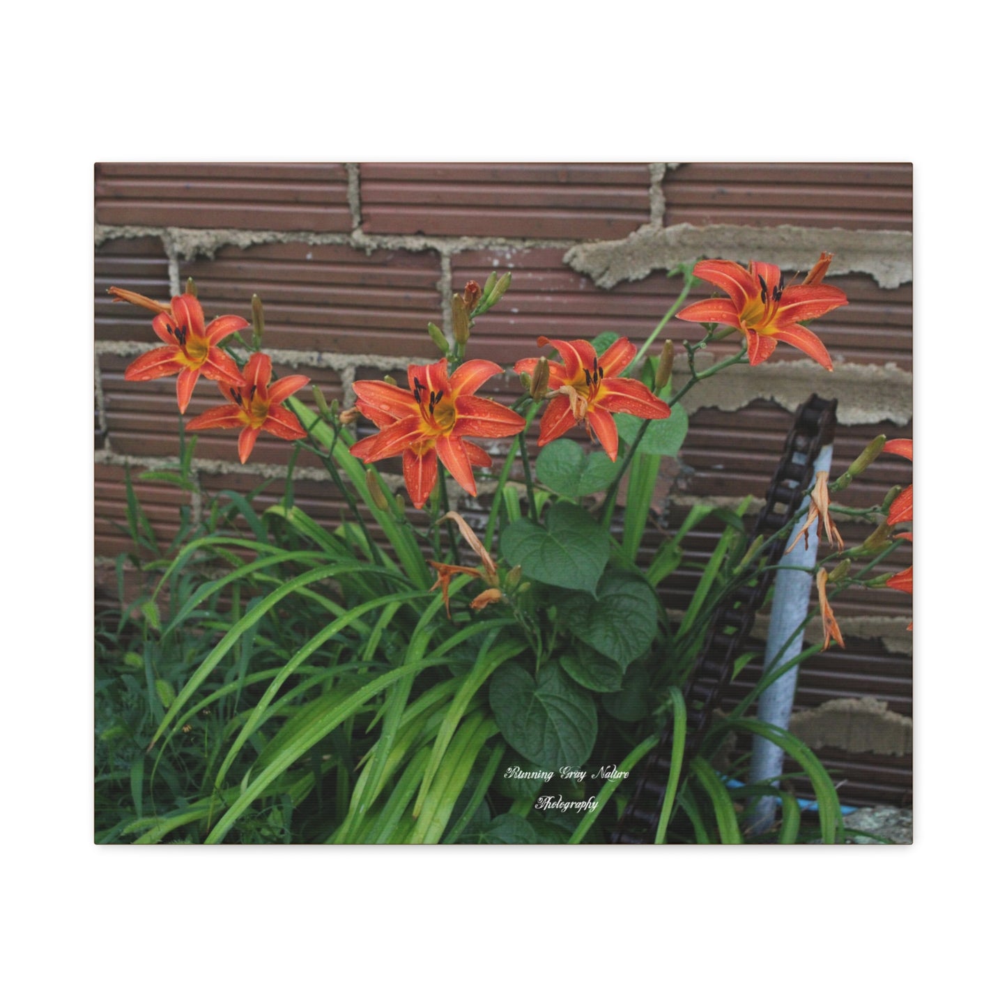 Orange Tiger Day Lily Matte Canvas, Stretched, 1.25"