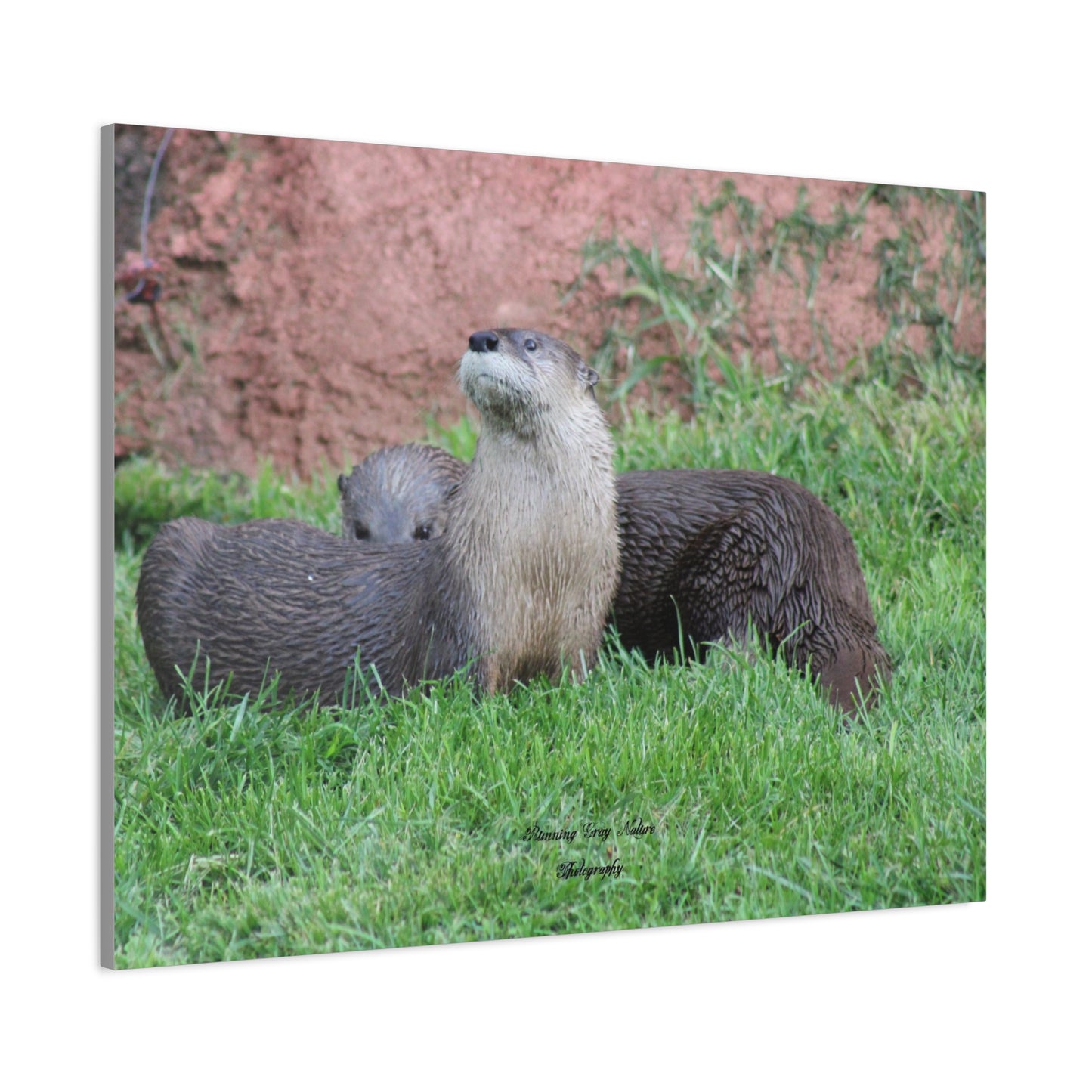 Otter Stare Matte Canvas, Stretched, 1.25"