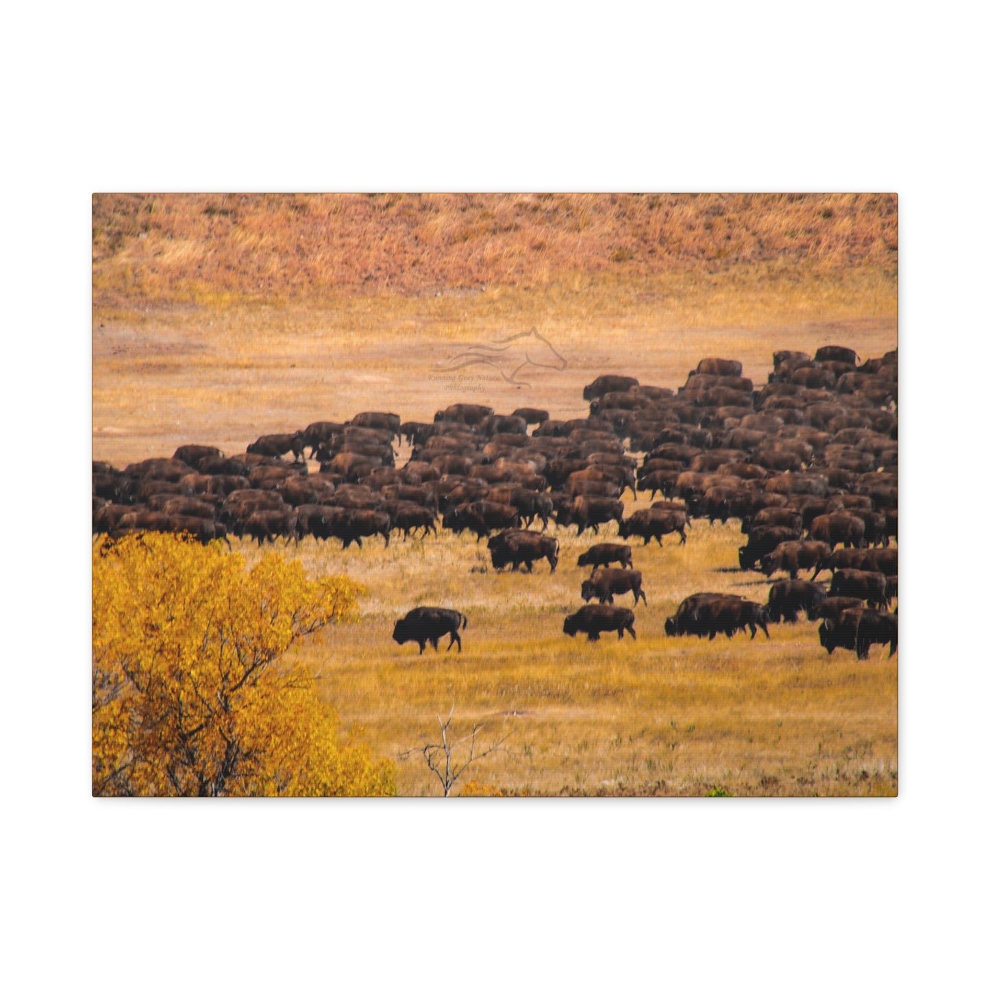 Buffalo all Gathered Canvas