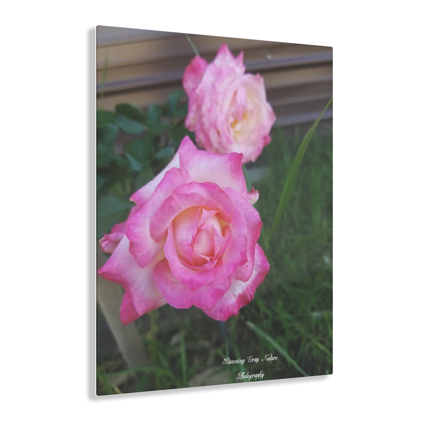 Pink Roses Acrylic Prints