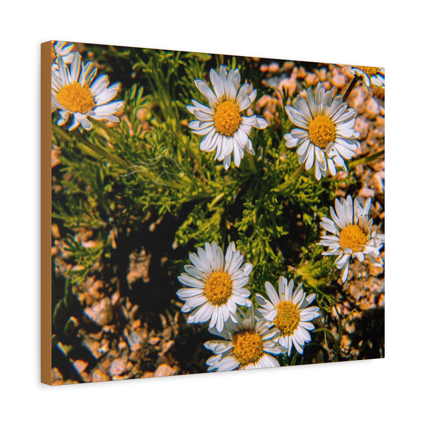 Wild Daisy Canvas