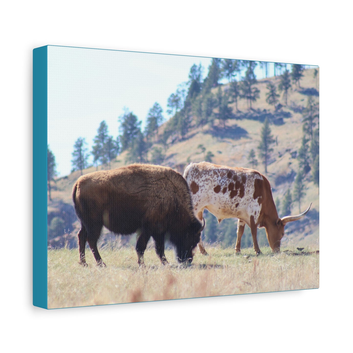 Long Horn and Buffalo Canvas