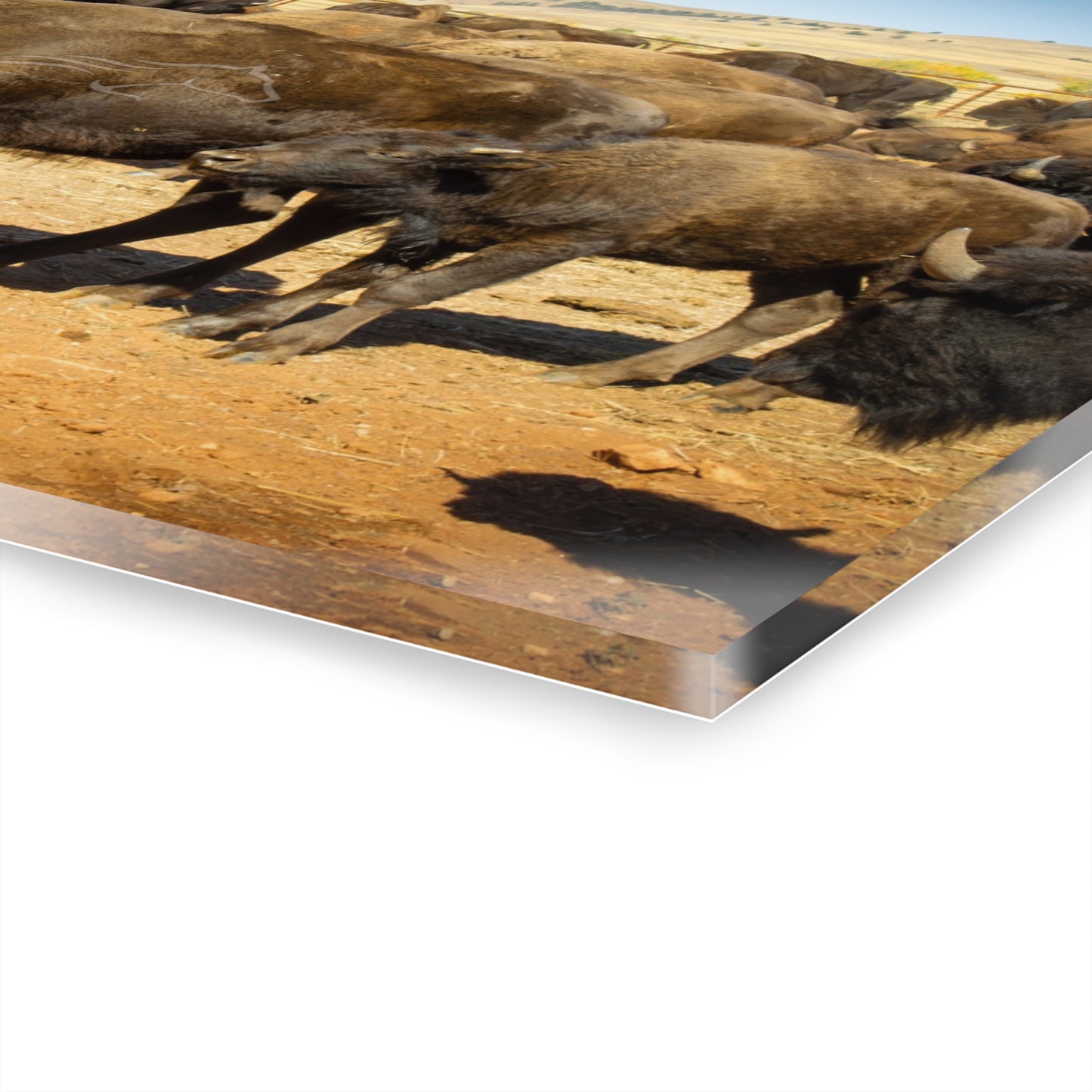 Momma and Baby Buffalo Acrylic