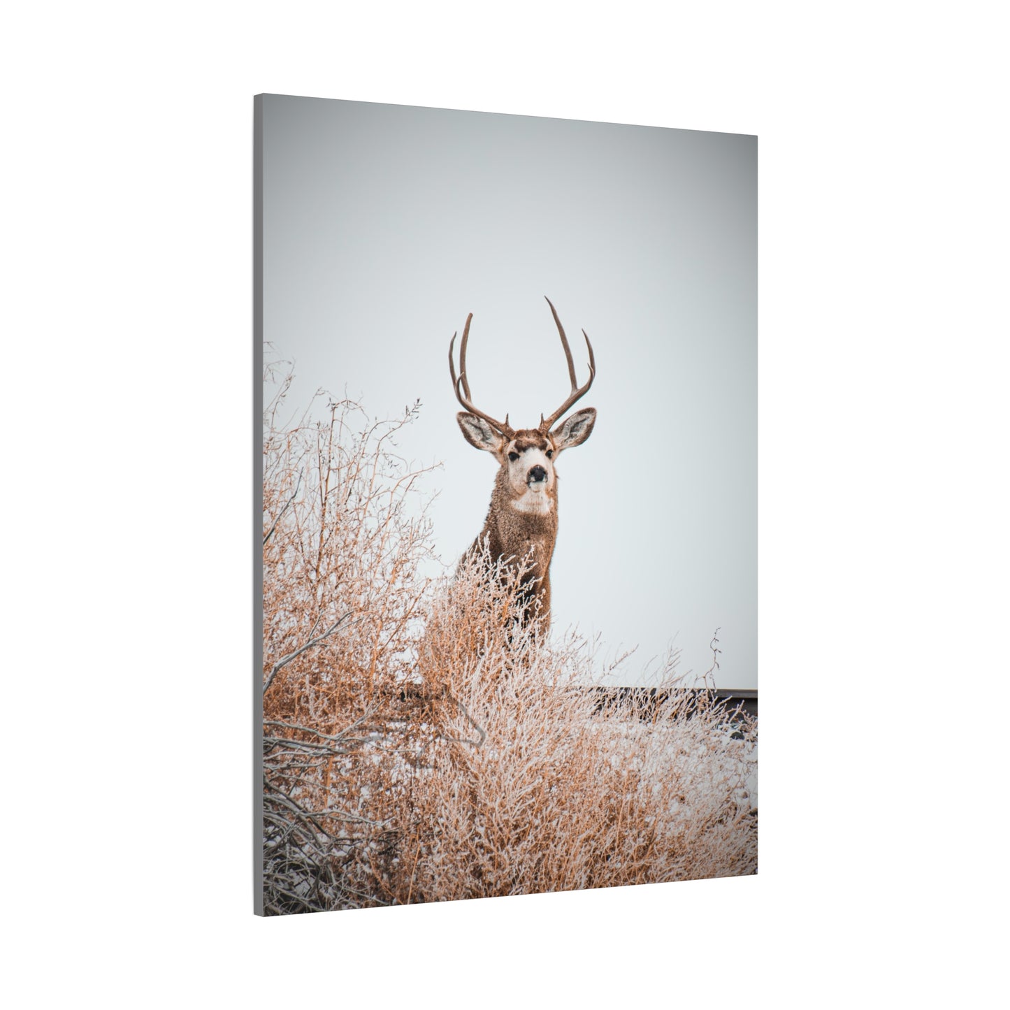 Rustic Deer Canvas