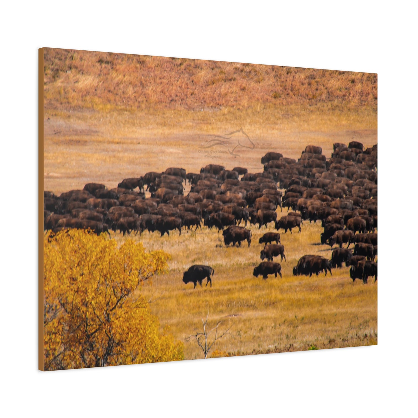 Buffalo all Gathered Canvas