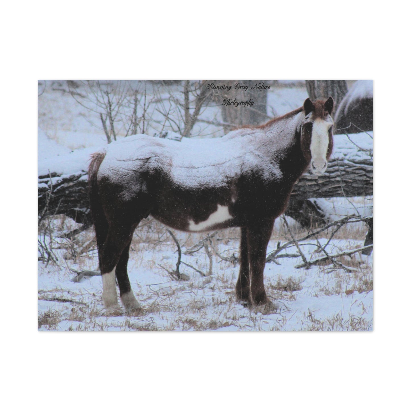 Snow Blanket Horse Matte Canvas, Stretched, 1.25"