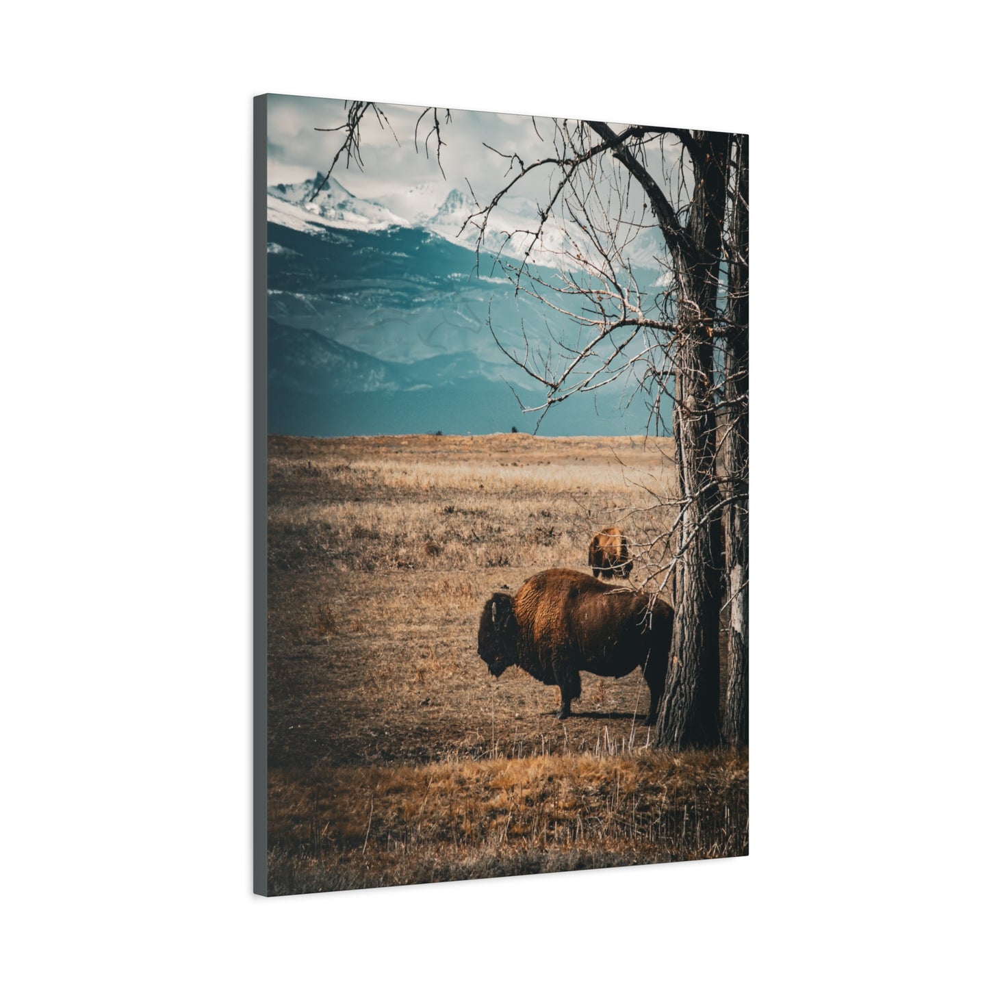 Rustic Bison Mountain Canvas