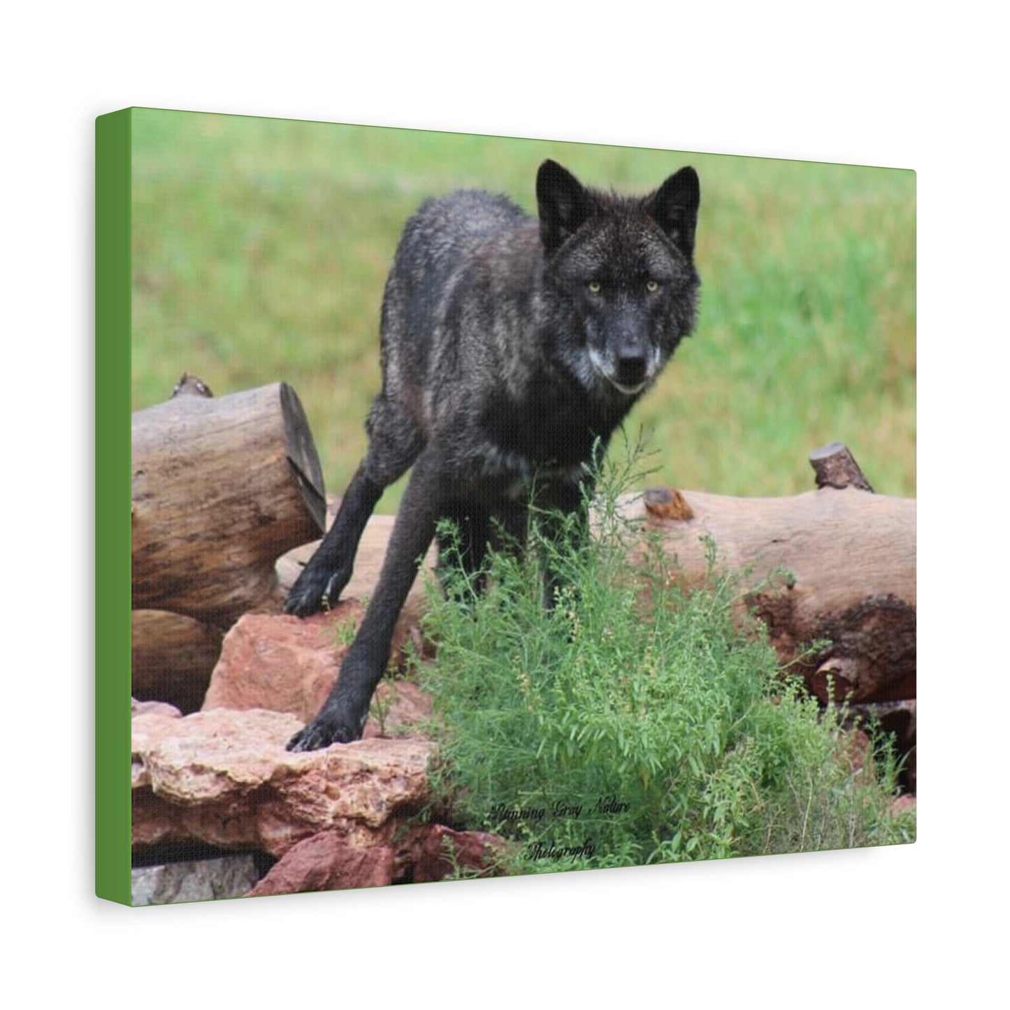 Black Wolf Matte Canvas, Stretched, 1.25"