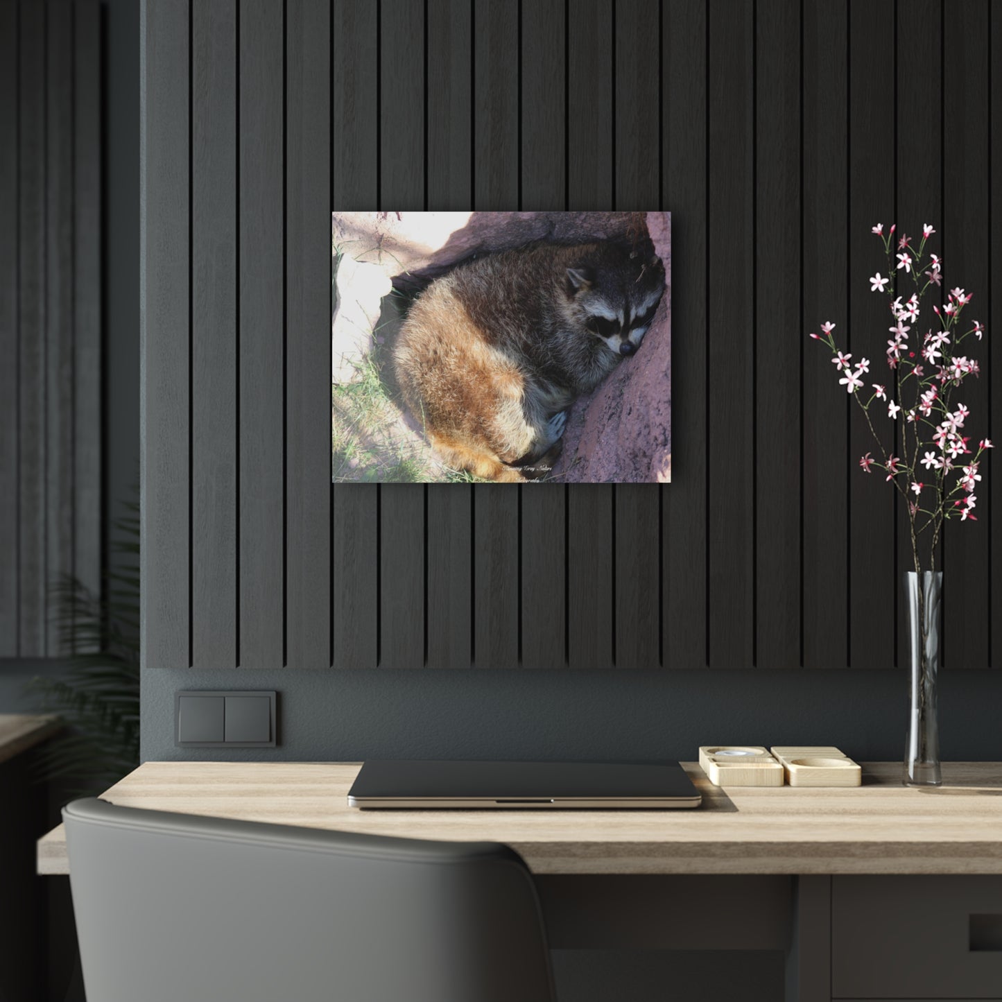 Sleeping Racoon Acrylic Prints