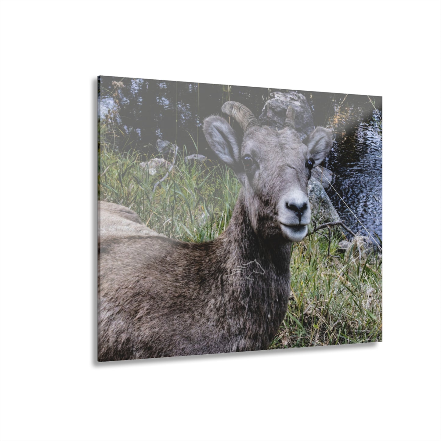 Big Horn Sheep Acrylic