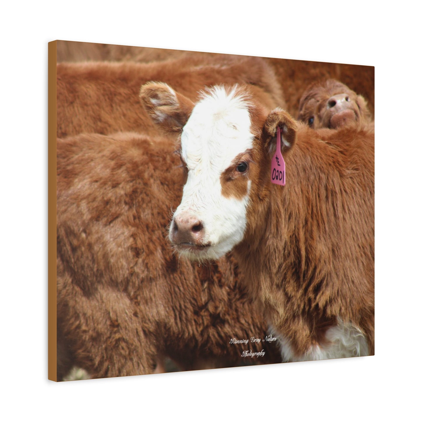 Red, White-Faced Calf Matte Canvas, Stretched, 1.25"