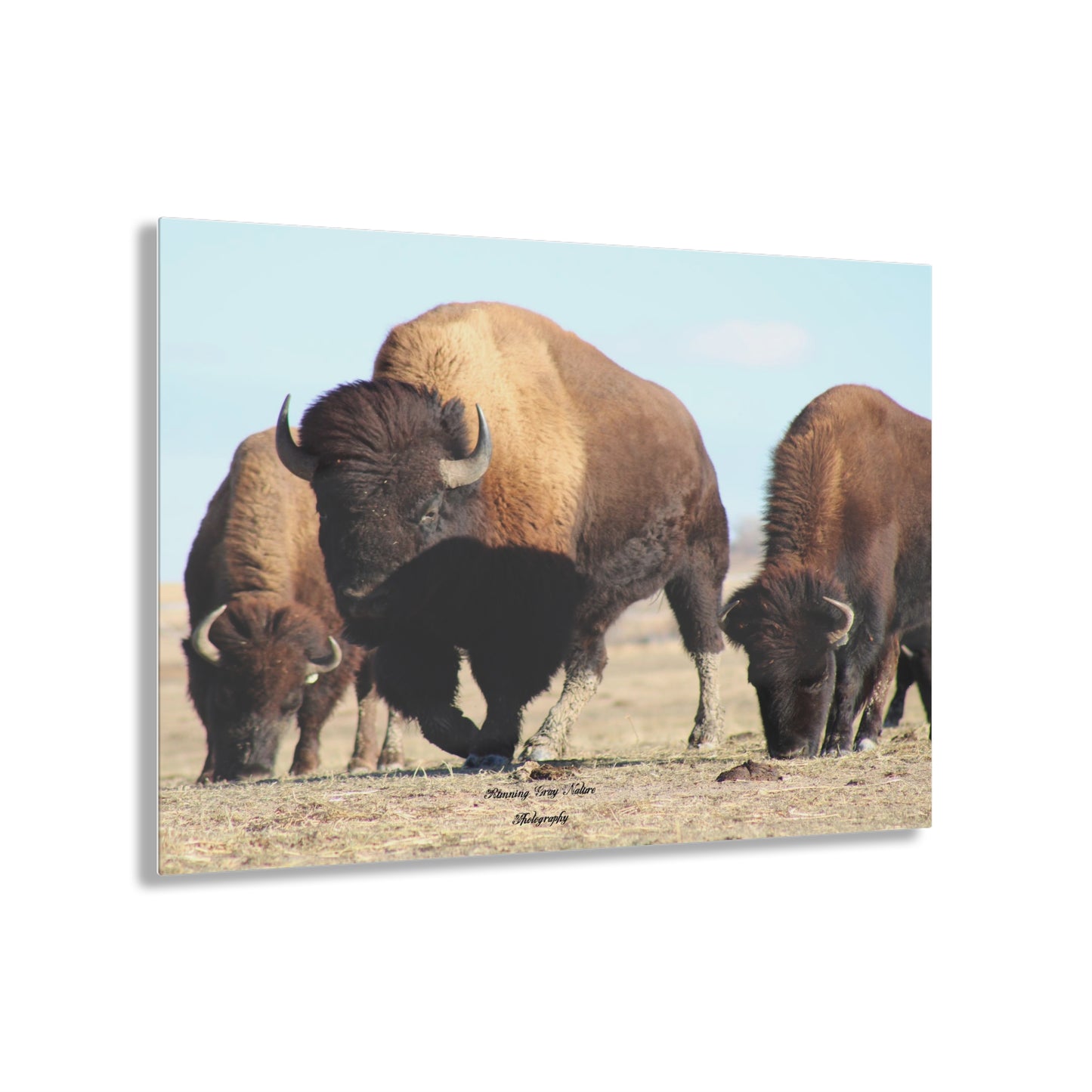 Buffalo Herd Acrylic Prints