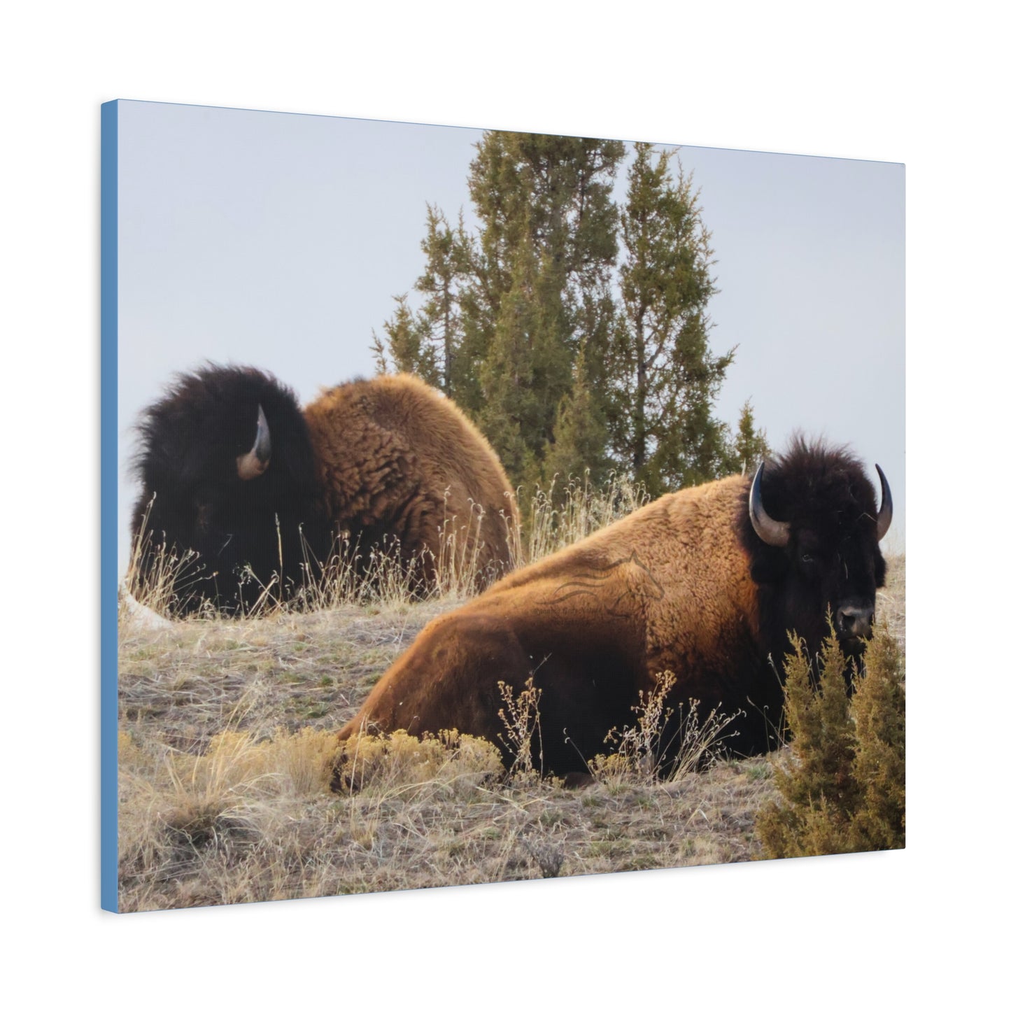 Two Bull Buffalo Canvas