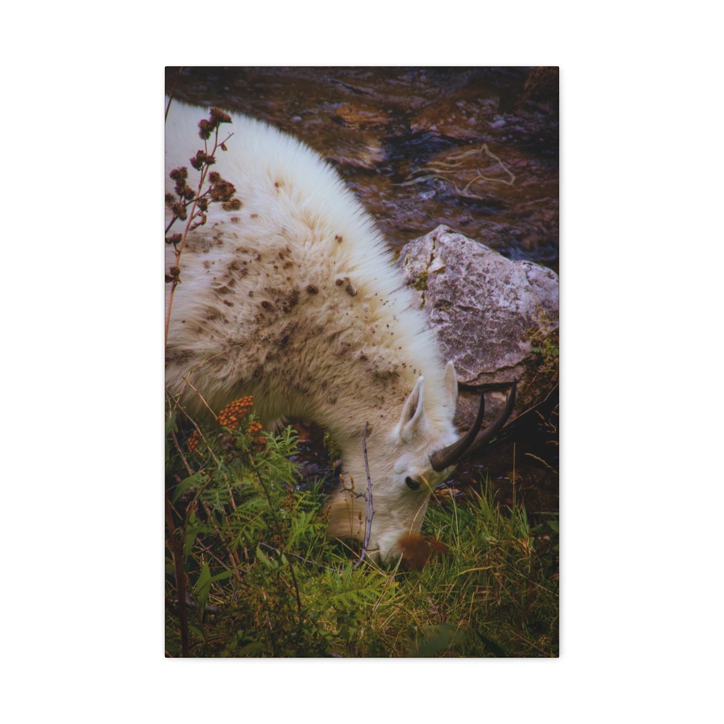 Mountain Goat Canvas
