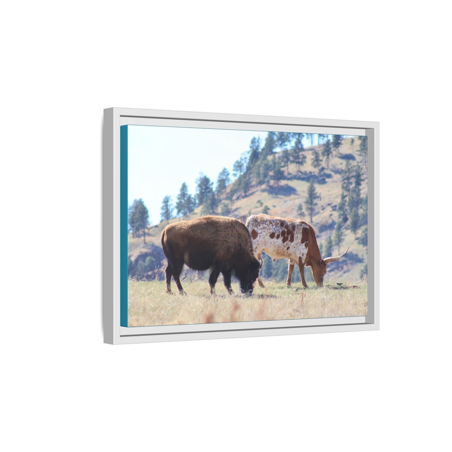 Long Horn and Buffalo Framed Canvas