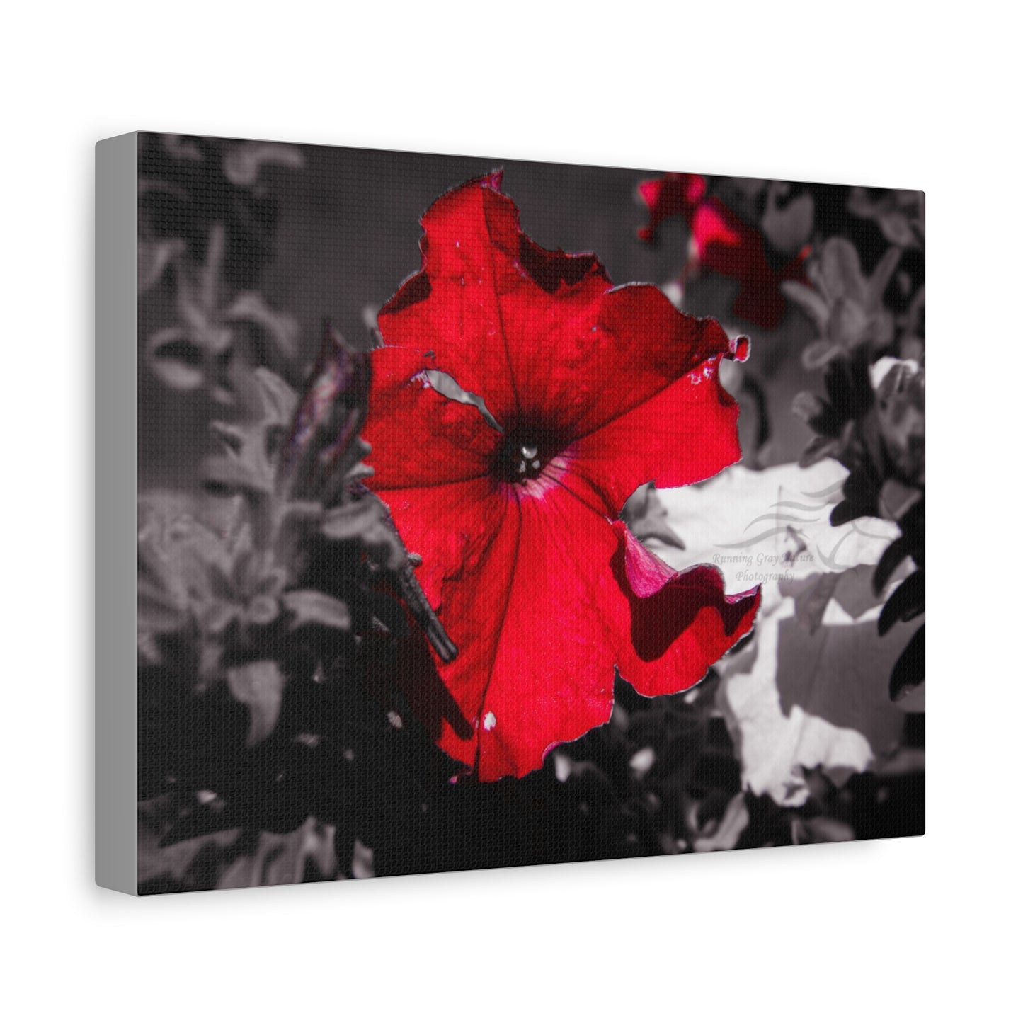 Black and Red Flower Canvas