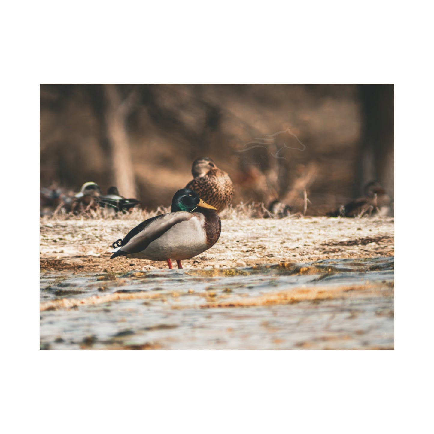 Nature-Inspired Duck Canvas