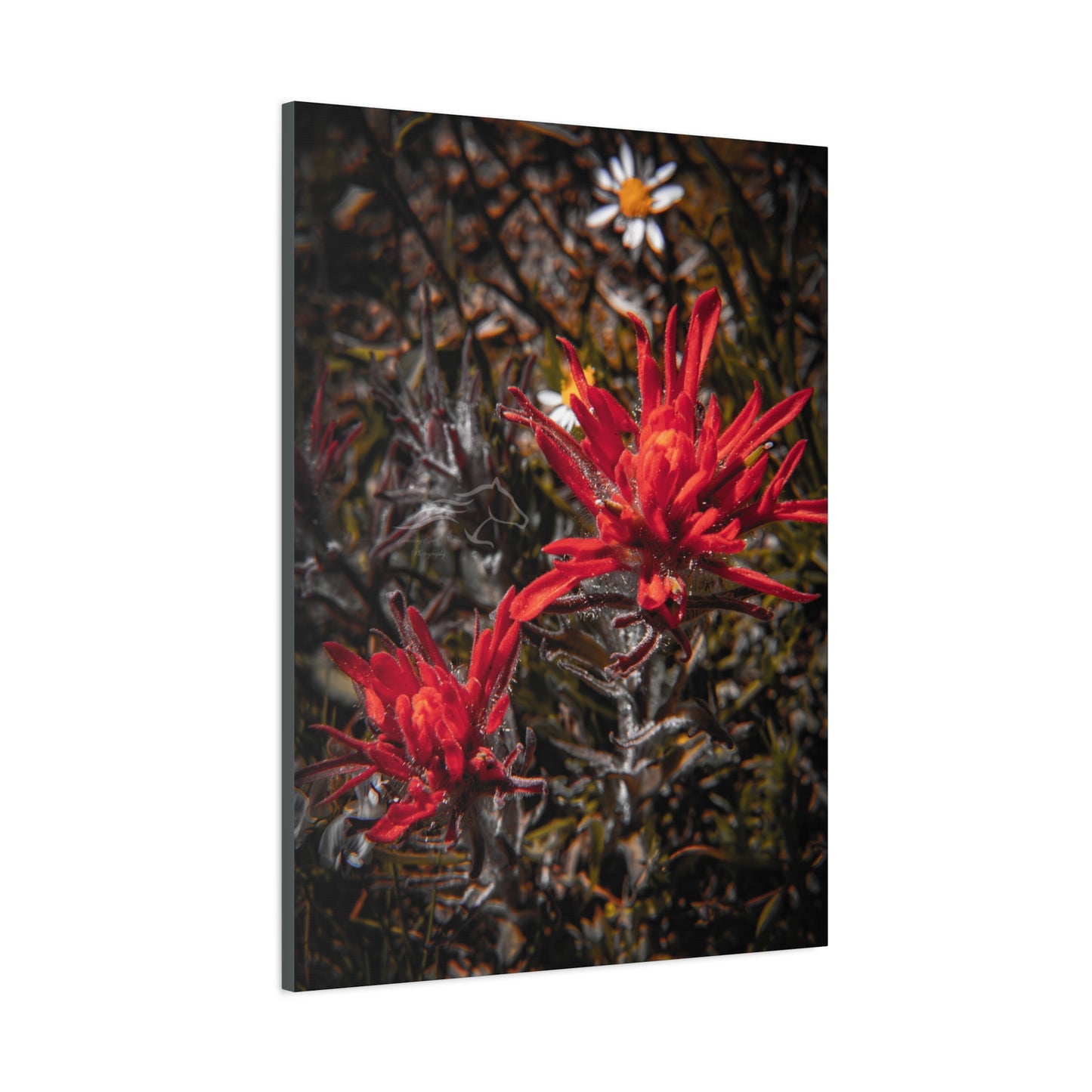 Black and Red Indian Paint Brush Canvas