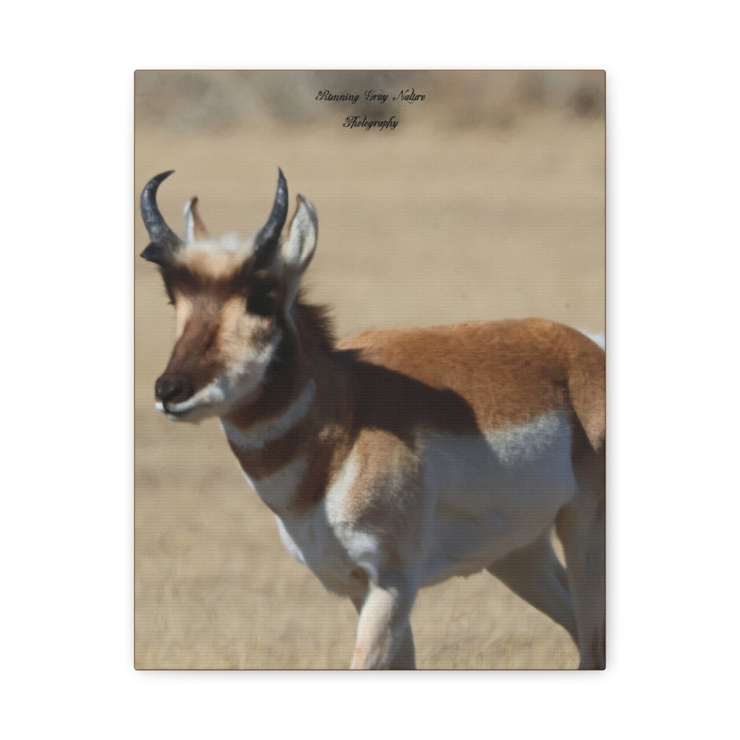 Wyoming Pronghorn Matte Canvas, Stretched, 1.25"