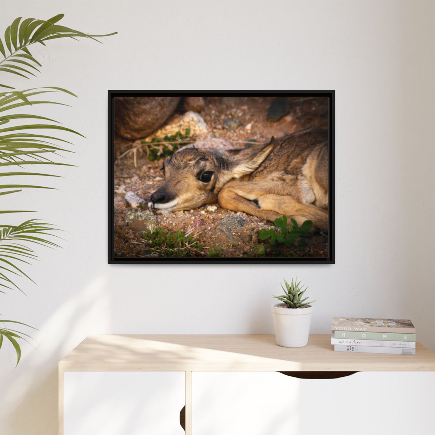 Baby Antelope Framed Canvas