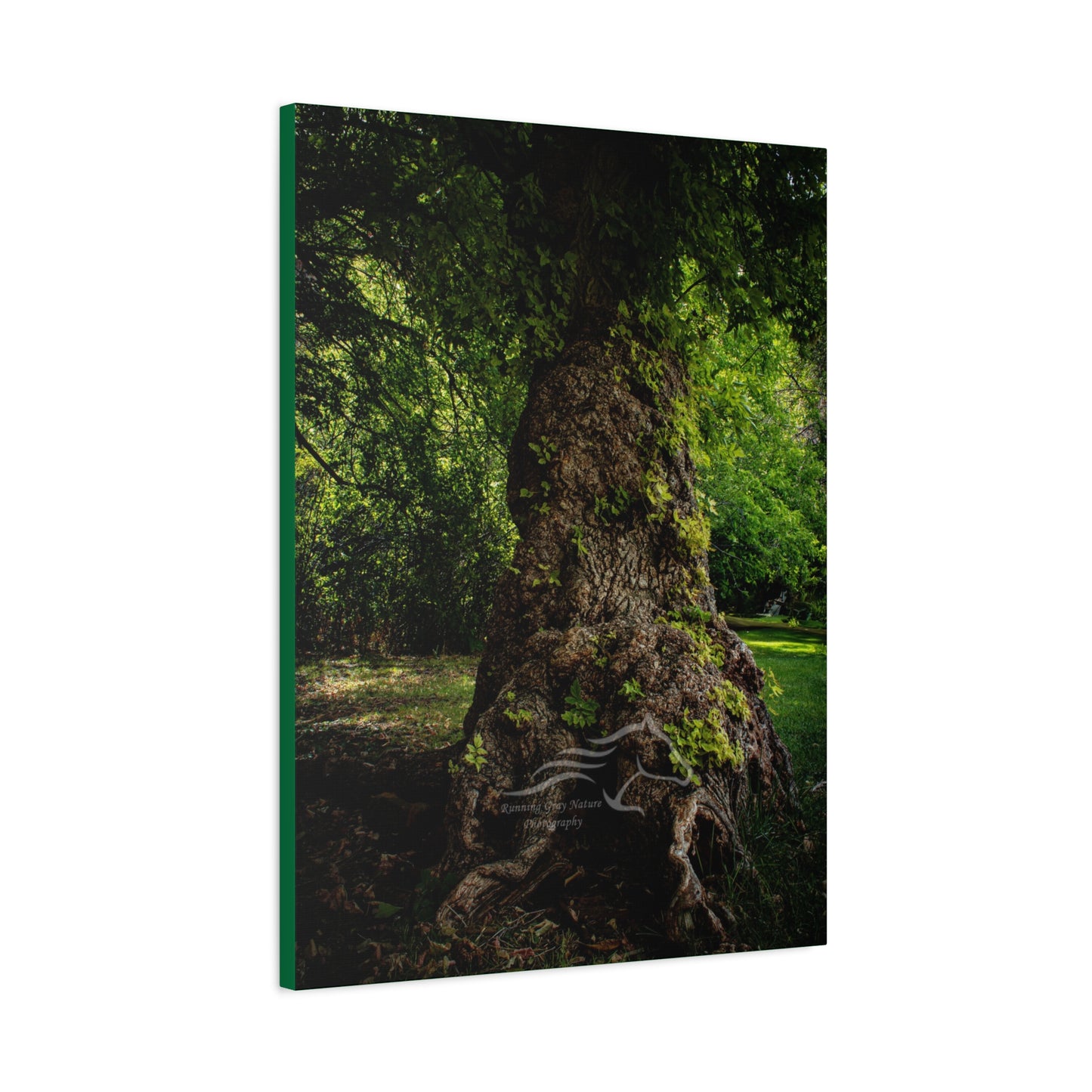 Natural Green Tree Canvas
