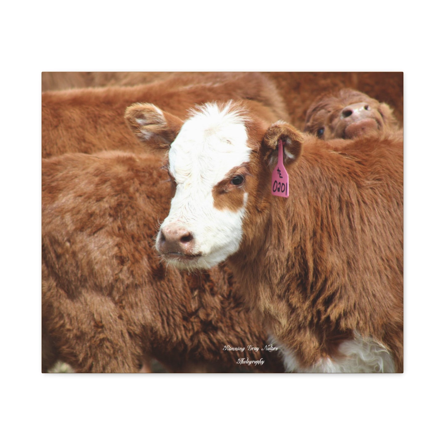 Red, White-Faced Calf Matte Canvas, Stretched, 1.25"