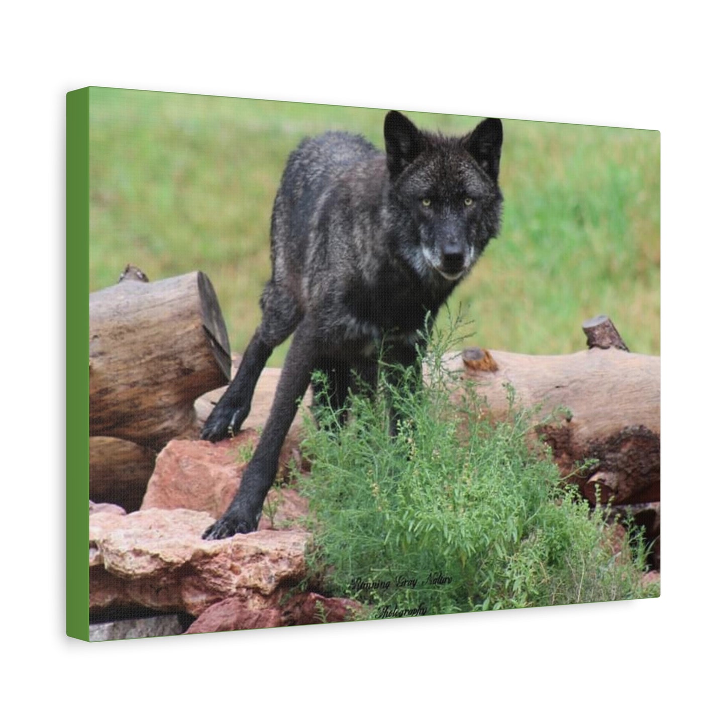 Black Wolf Matte Canvas, Stretched, 1.25"