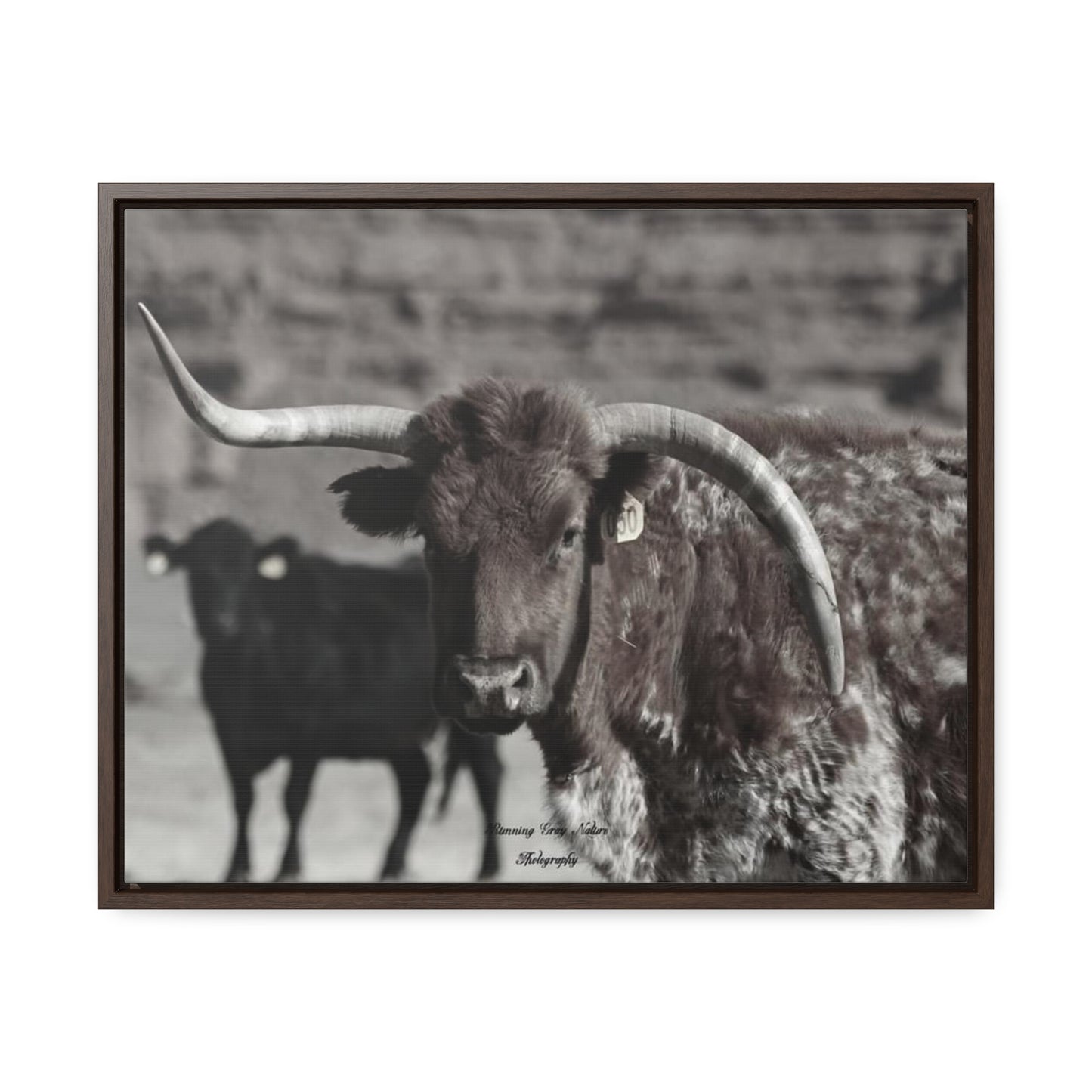 Black and White Mismatch Long Horn Gallery Canvas Wraps, Horizontal Frame