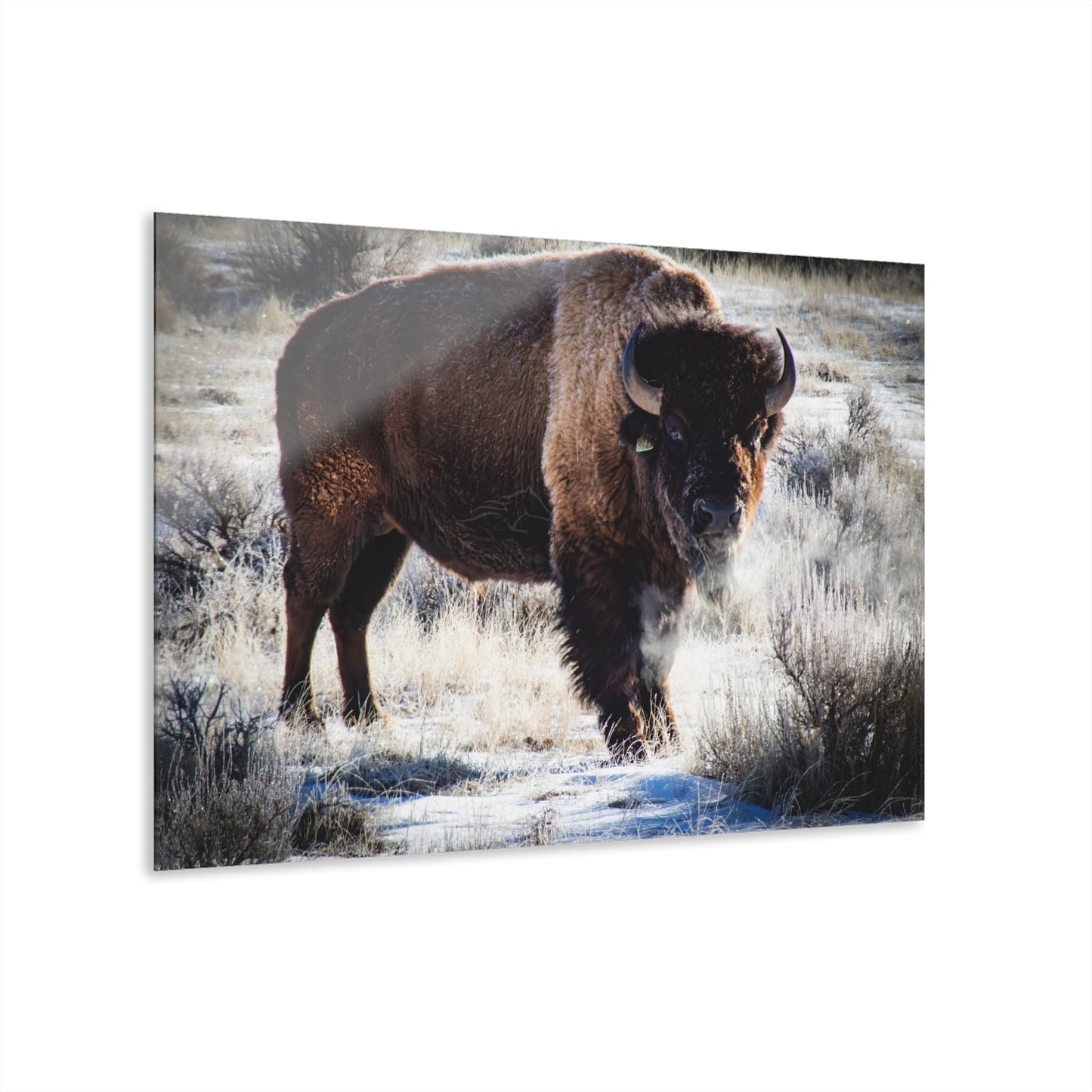 Early Morning Buffalo Acrylic