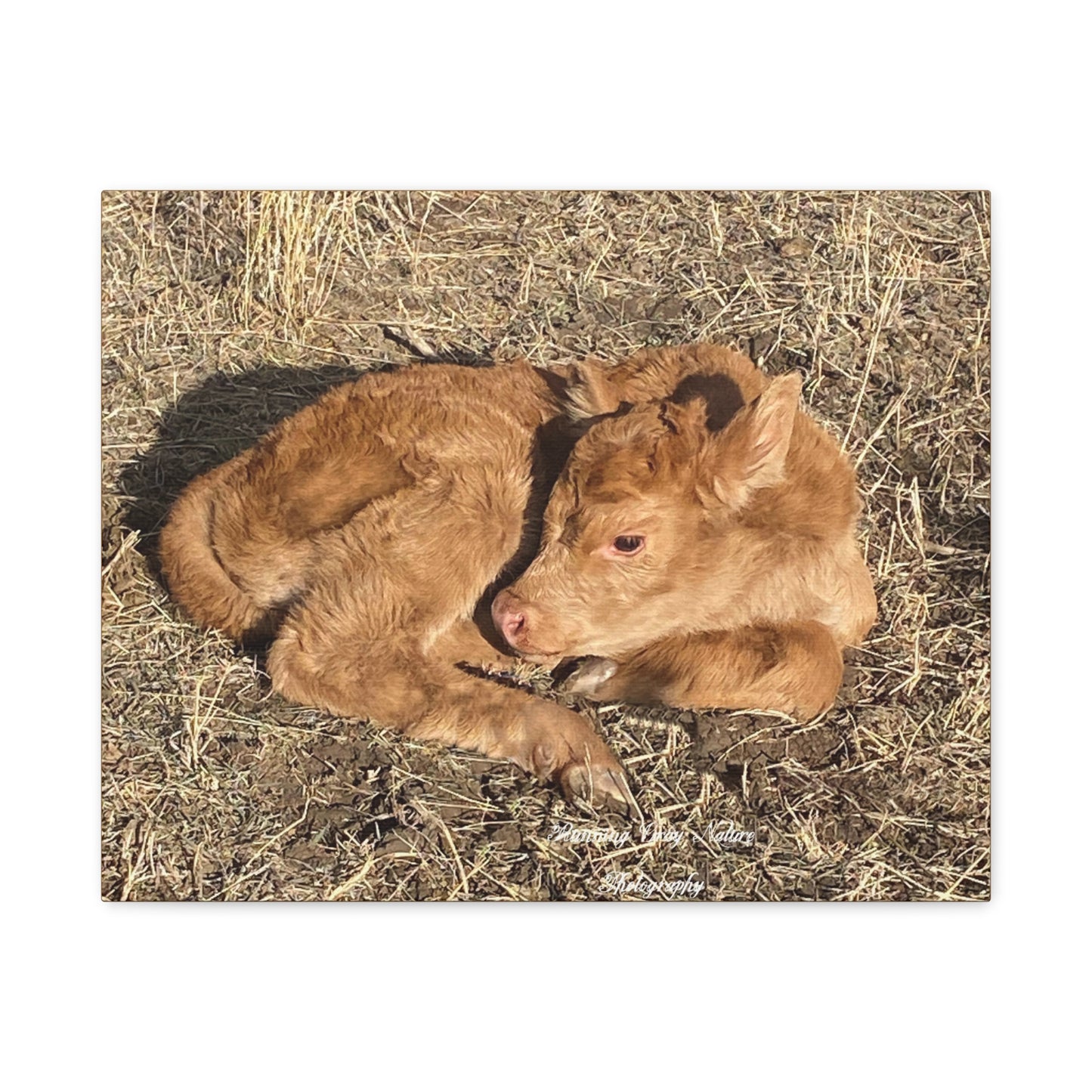 Baby Calf Matte Canvas, Stretched, 1.25"