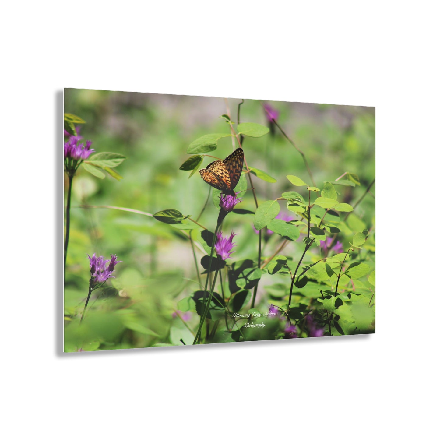 Butterfly Acrylic Prints