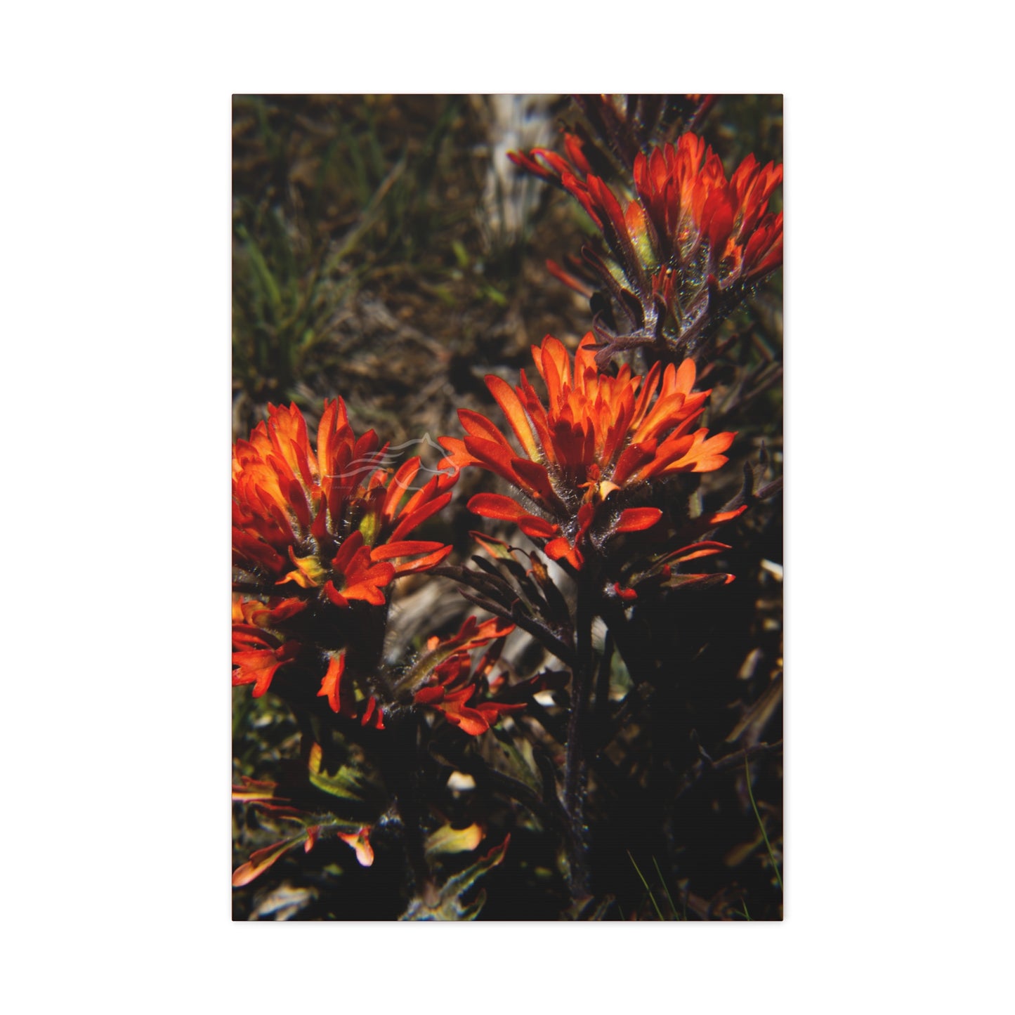 Indian Paint Brush Canvas