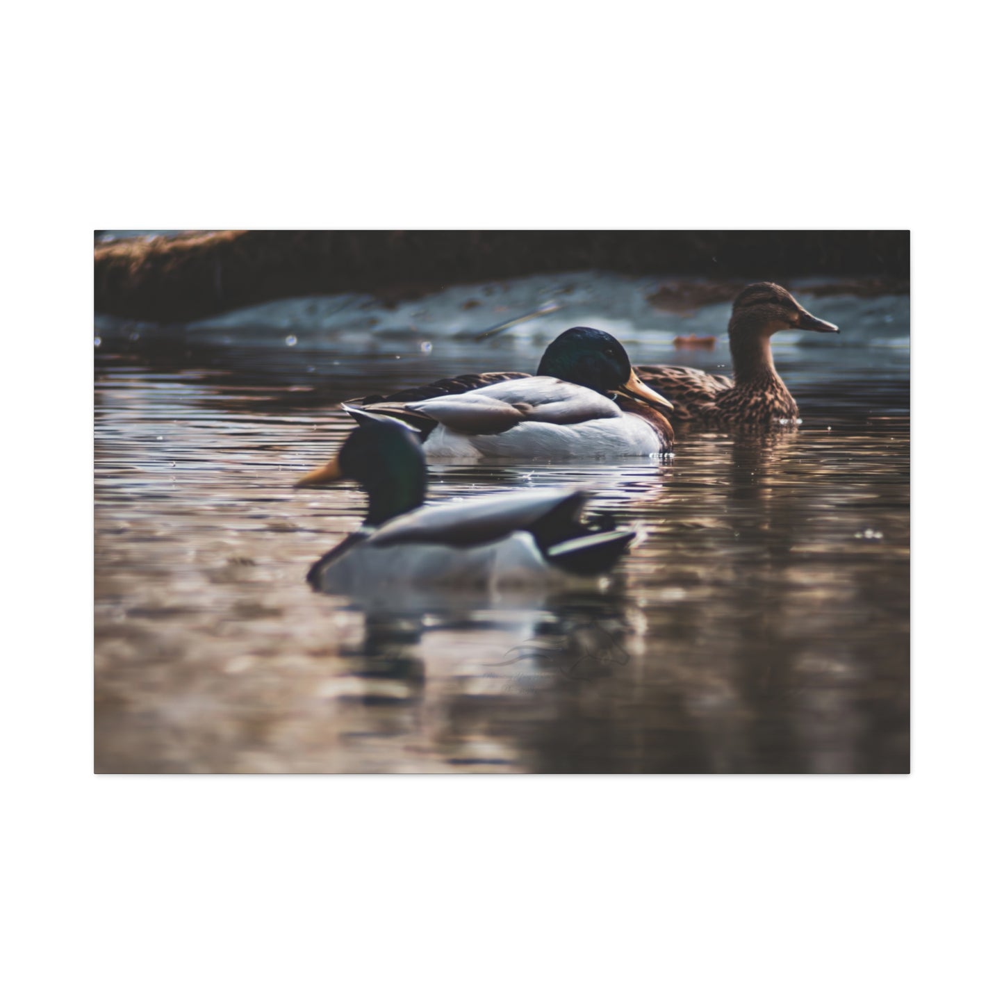 Mallard Ducks Canvas