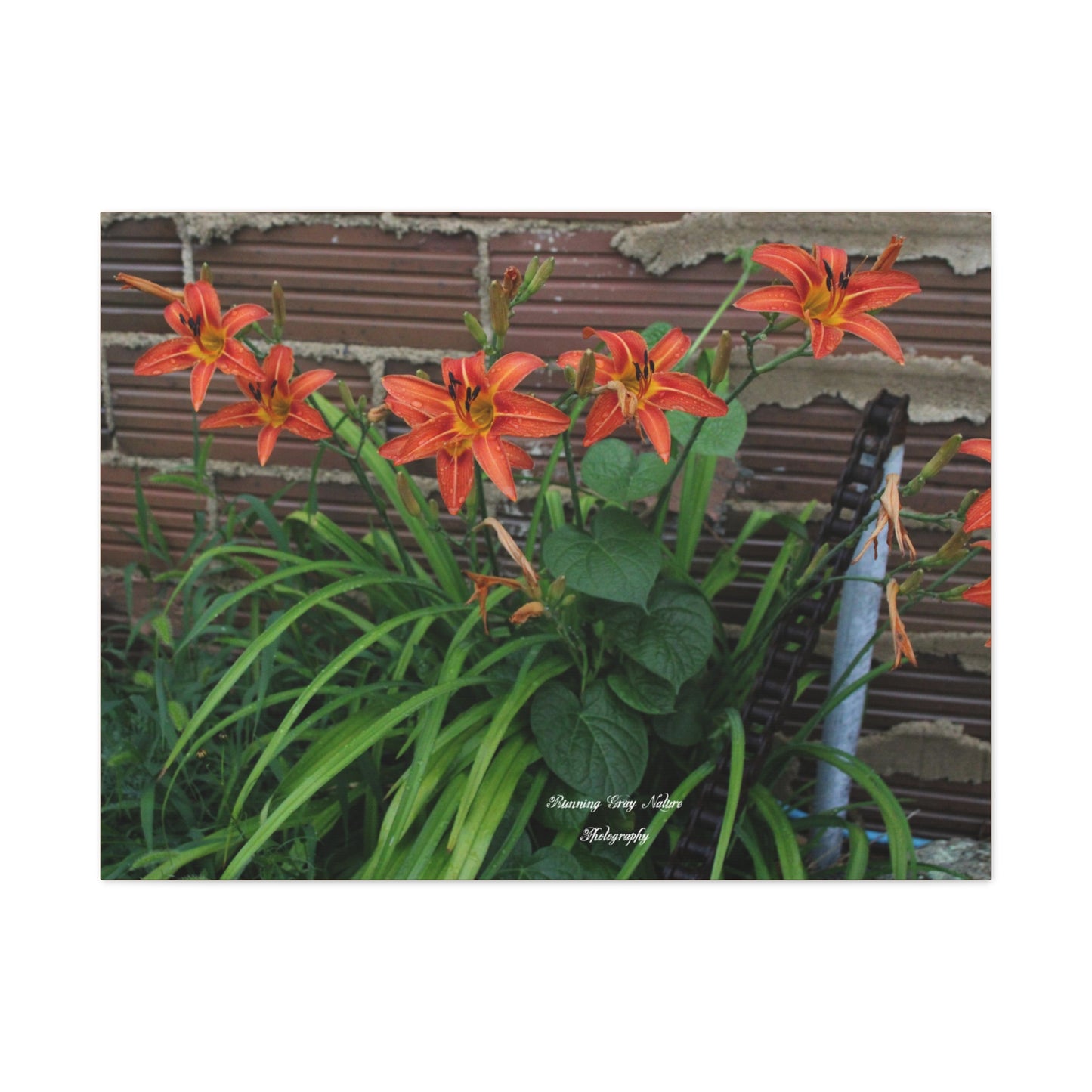 Orange Tiger Day Lily Matte Canvas, Stretched, 1.25"