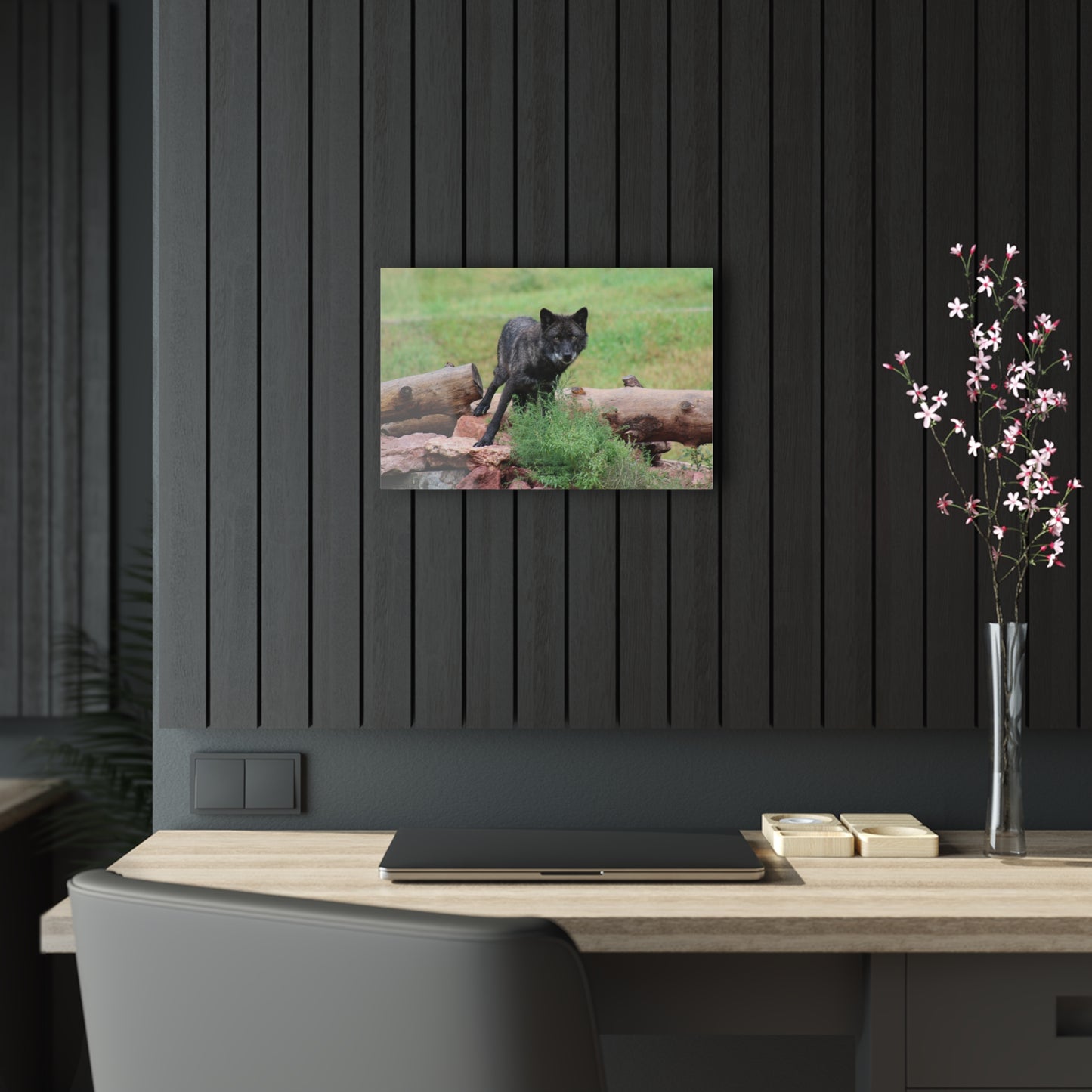 Black Wolf Acrylic Prints