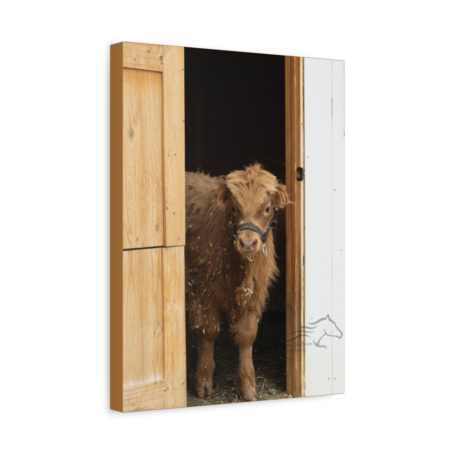 Little Highlander Canvas