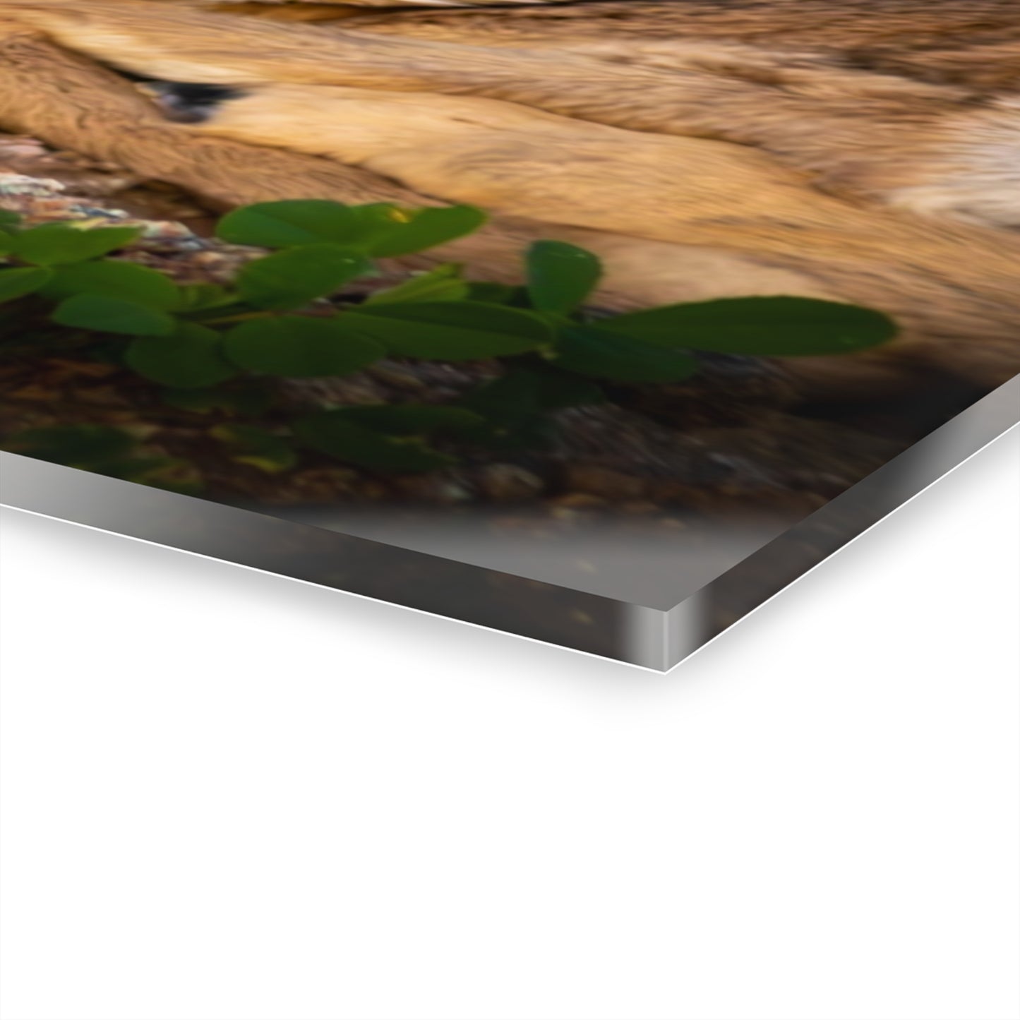 Baby Antelope Acrylic