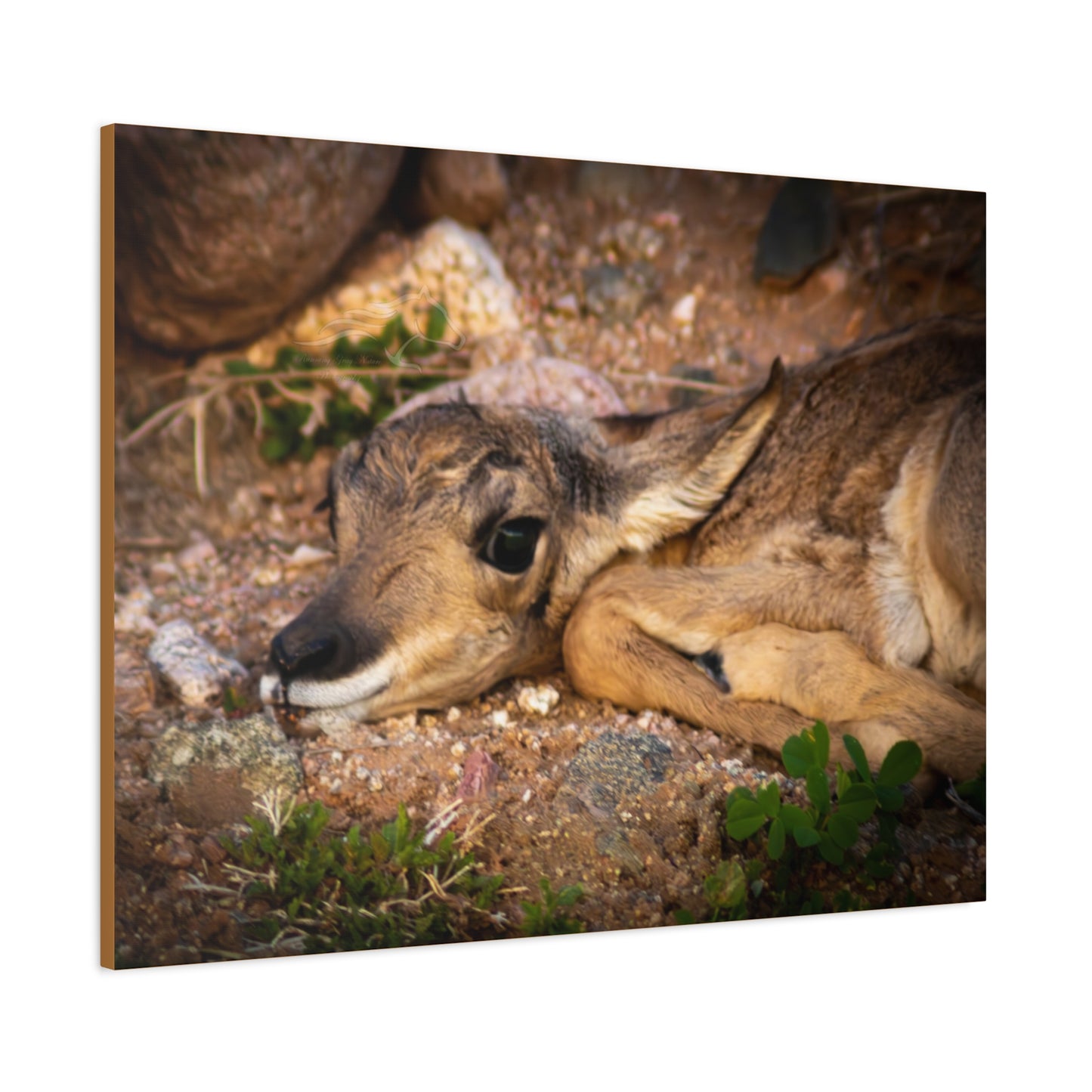 Baby Antelope Canvas