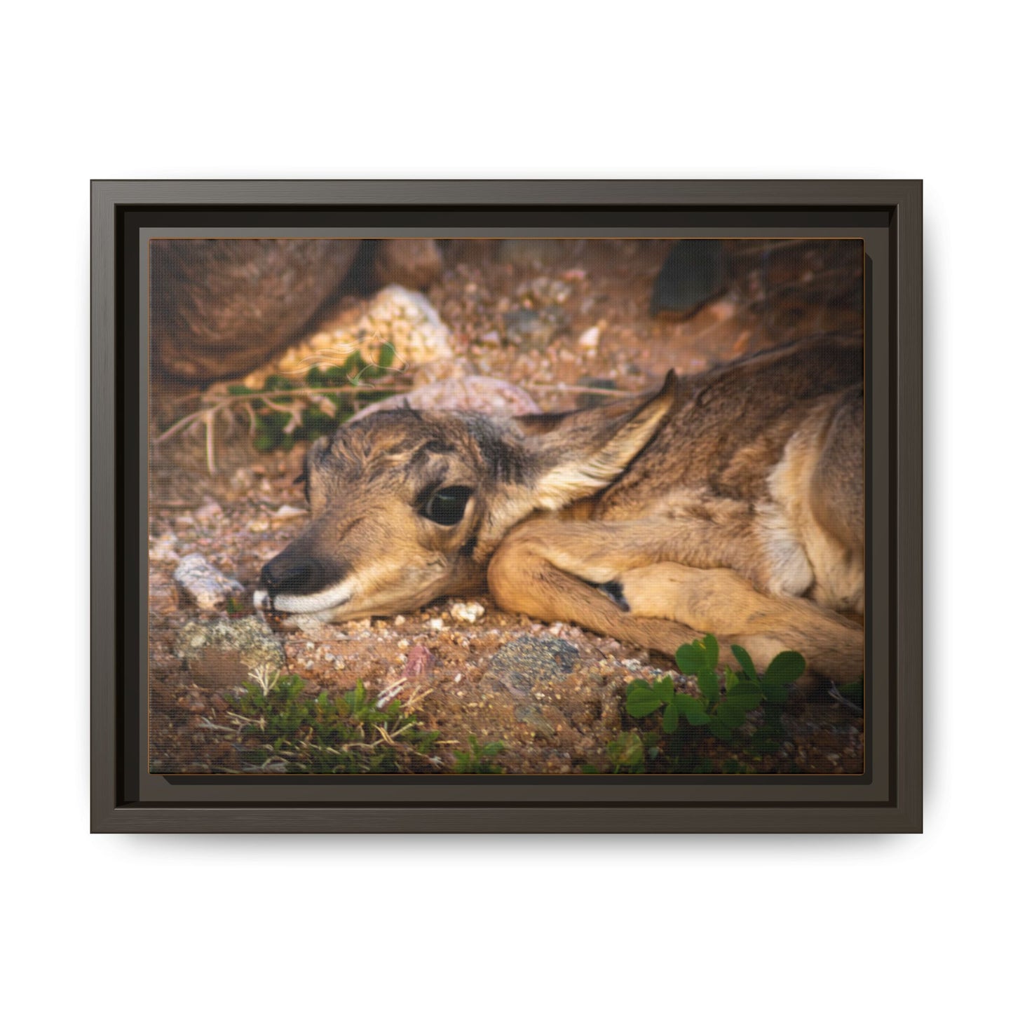 Baby Antelope Framed Canvas