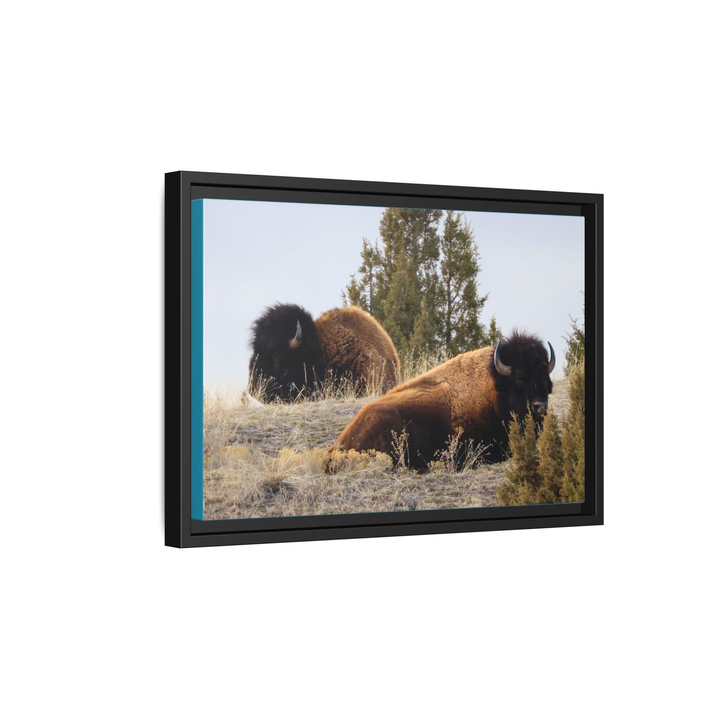 Two Bull Buffalo Framed Canvas