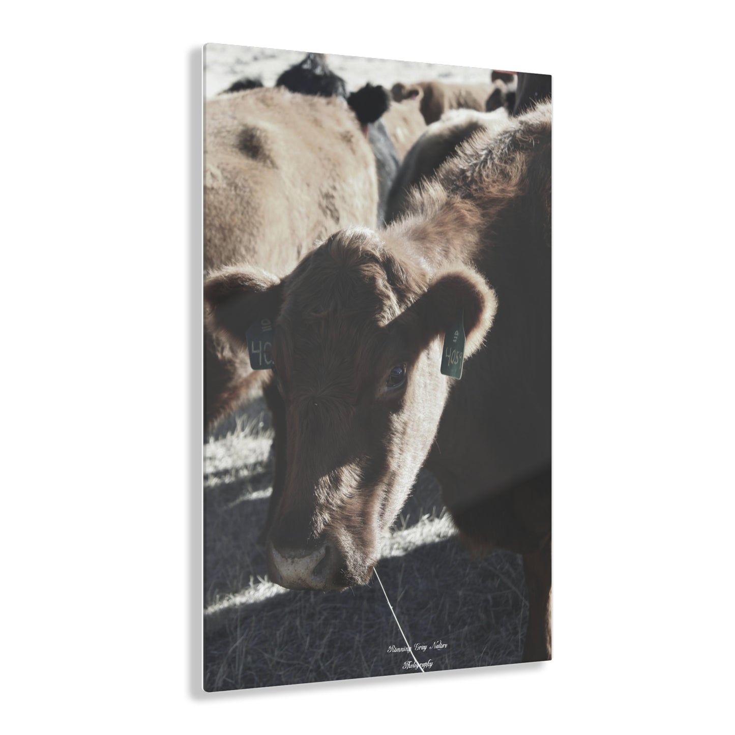 Momma Cow 4059 Acrylic Prints