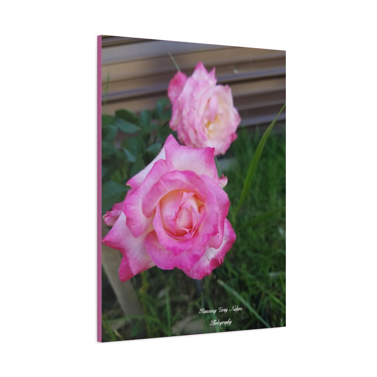 Pink Roses Matte Canvas, Stretched, 1.25"